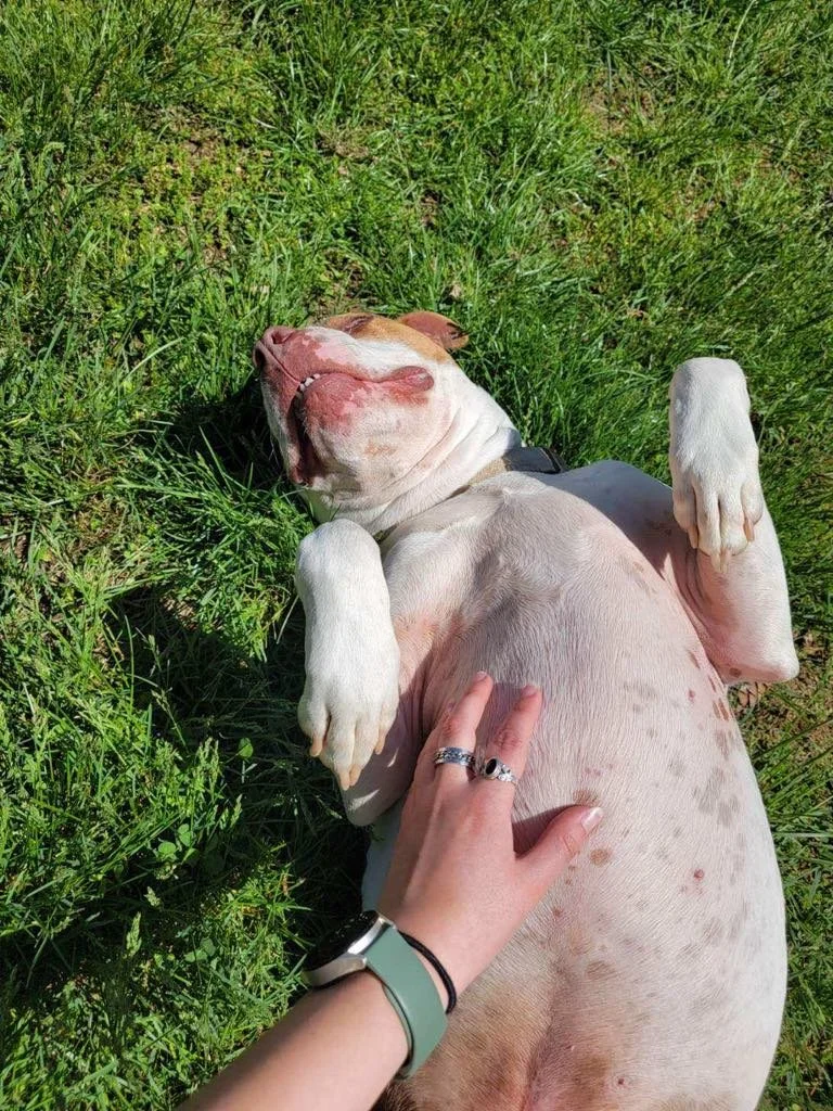 Joyful-Petcare-Ranger-belly-rubs.jpg