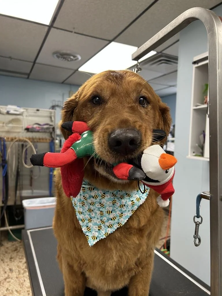 Joyful-Petcare-murphy emotional-support-dog.jpg