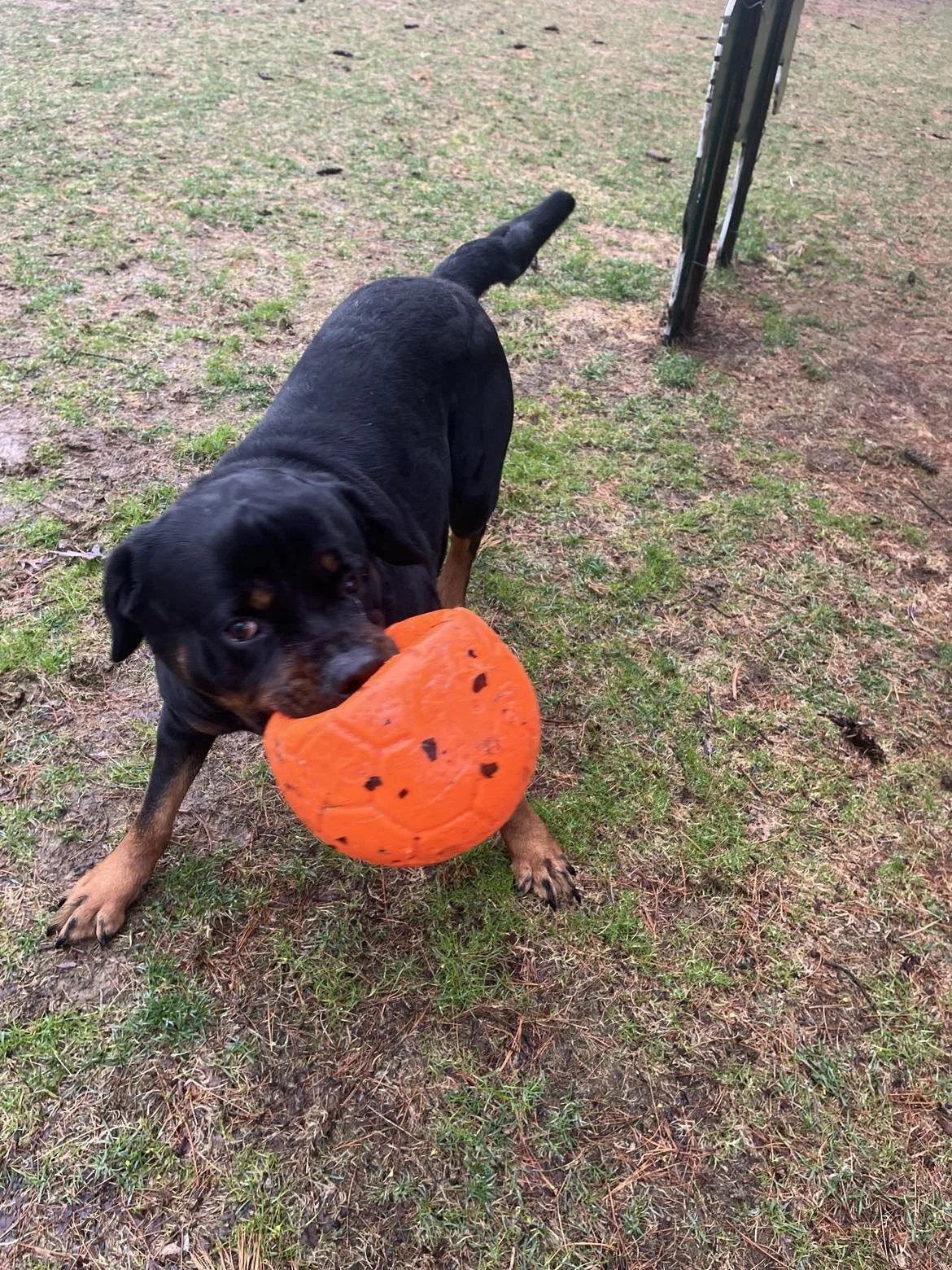 Joyful-Petcare-my ball-Lou.jpg