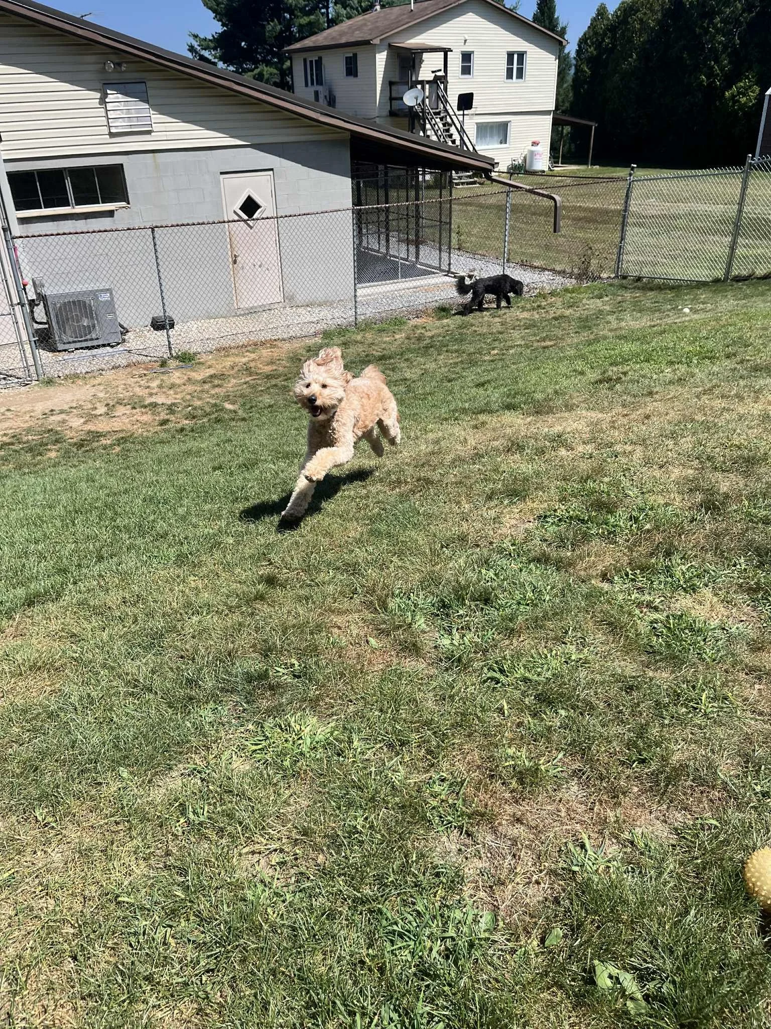 Joyful-Petcare-Happy-Dog-Running.jpg