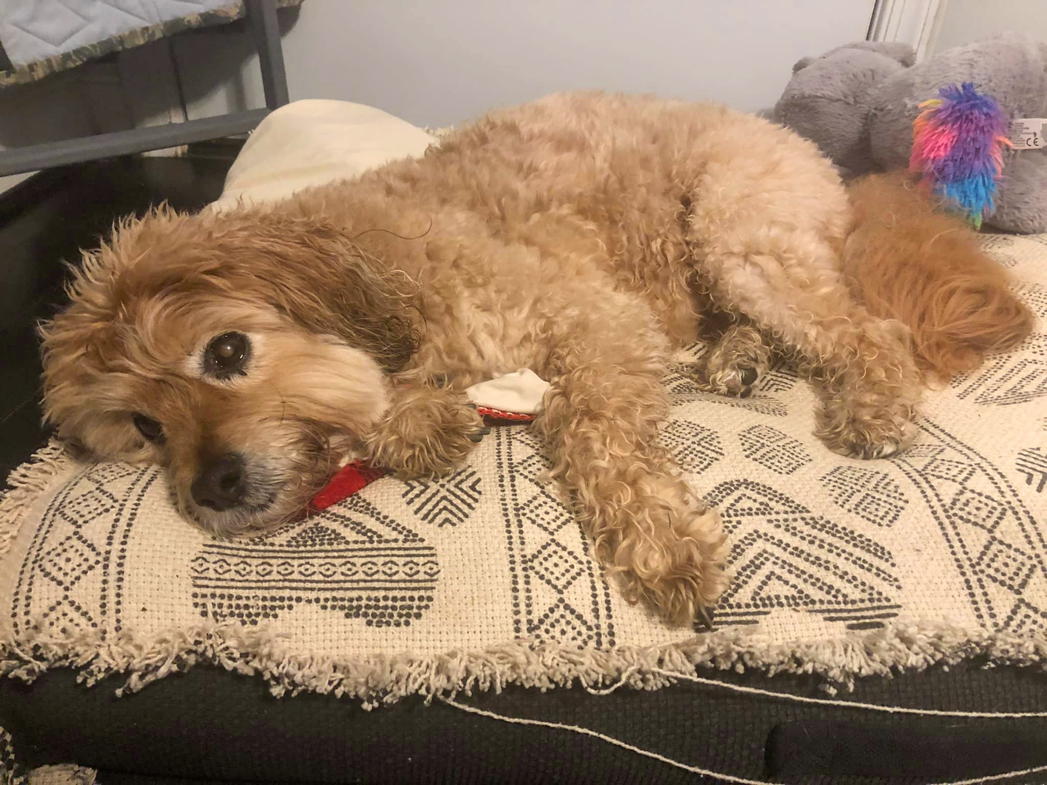 A small, curly-haired dog lying down on a patterned cushion, resting its head on the cushion.