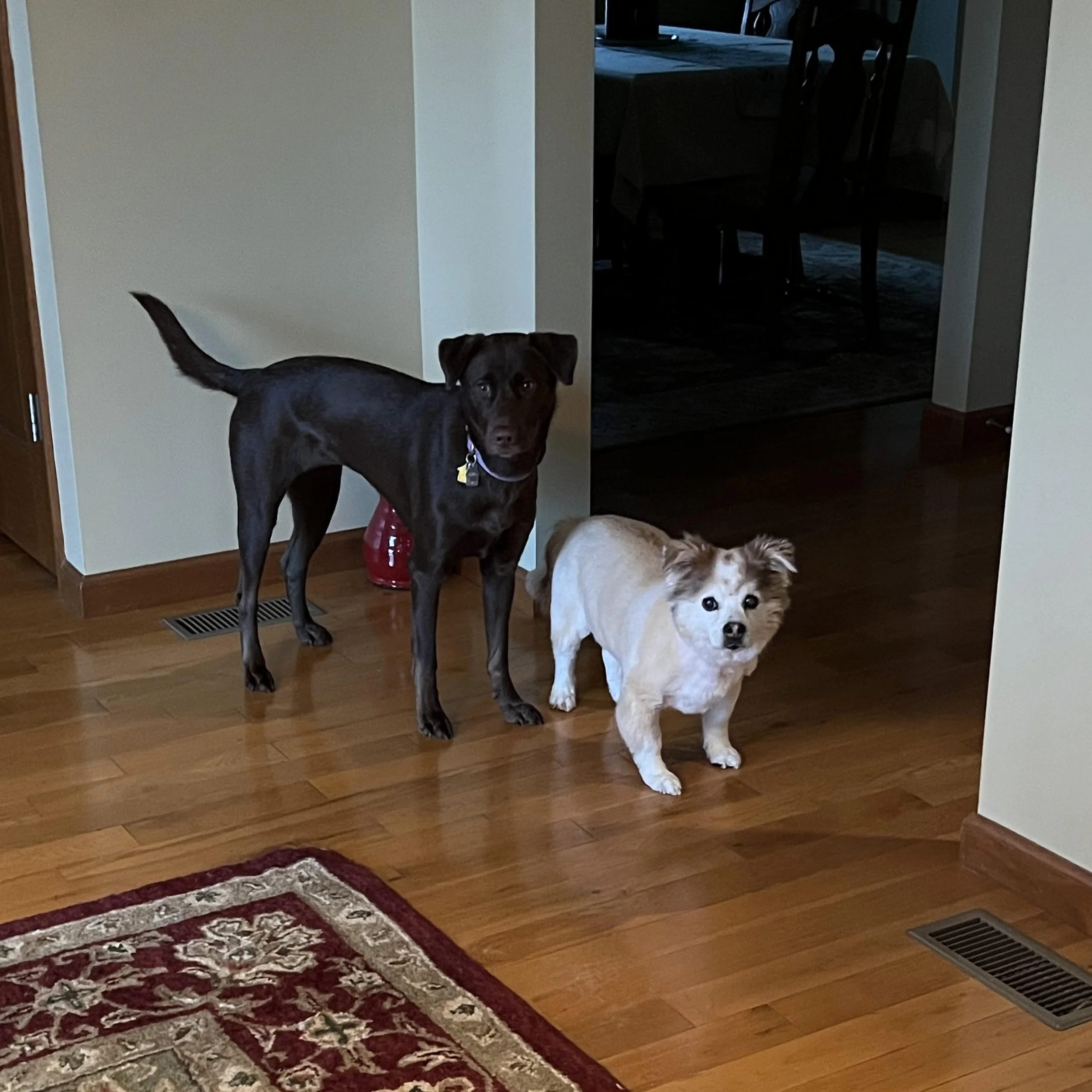 Two dogs, one black and one white, standing on a wooden floor near a hallway, with a dining room in the background.