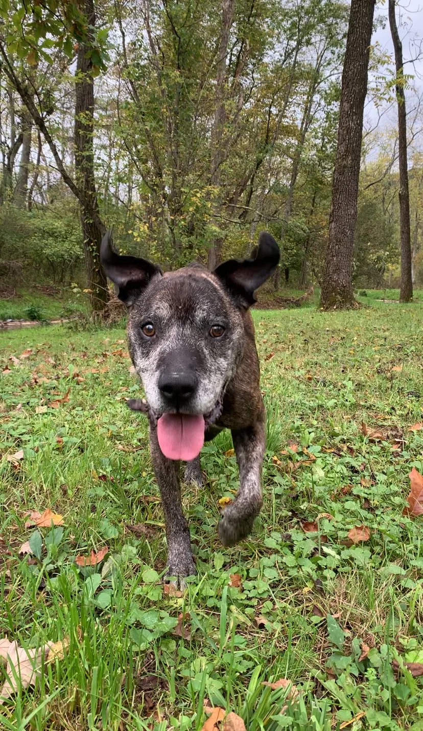 A brindle-colored dog with black ears and nose running towards the camera in a grassy, wooded area with trees and fallen leaves.