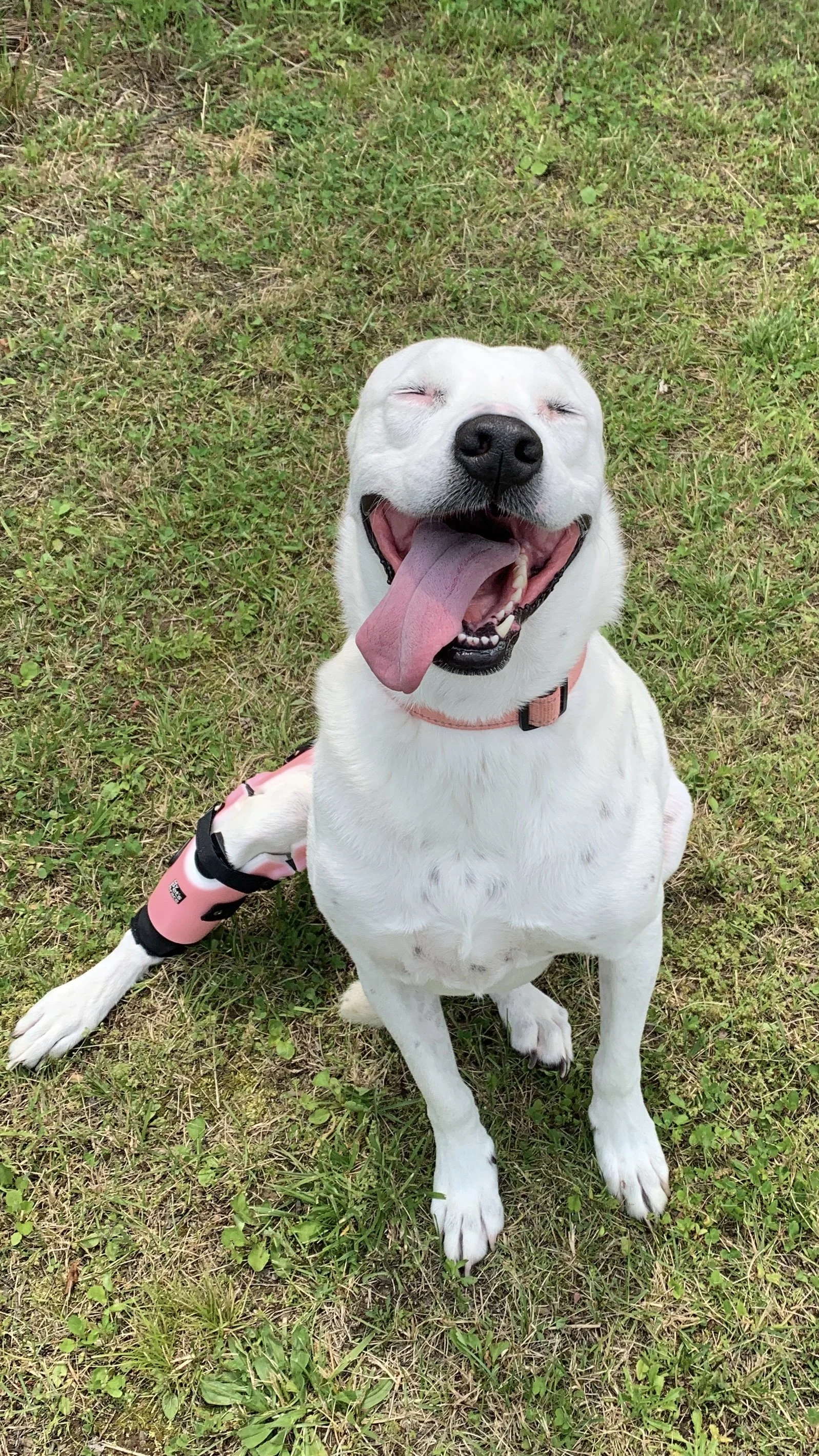 A happy white dog sitting on grass, with its tongue hanging out and a pink harness and leg brace.
