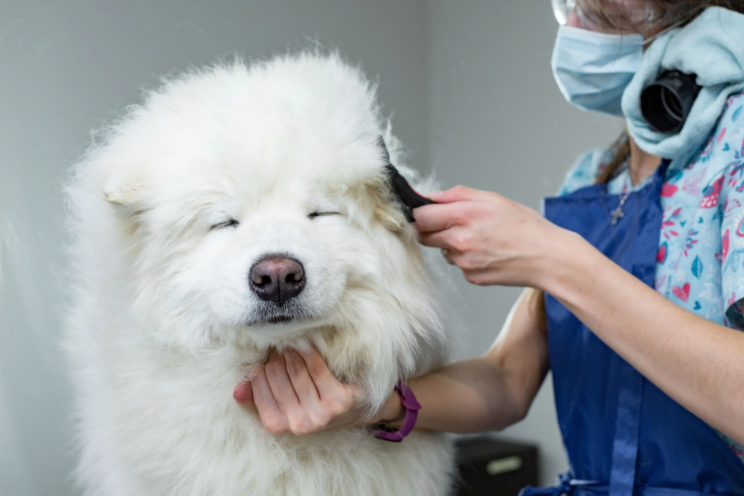 A veterinarian is grooming a large white fluffy dog, possibly a Samoyed, in a veterinary clinic. The dog has its eyes closed and appears calm.