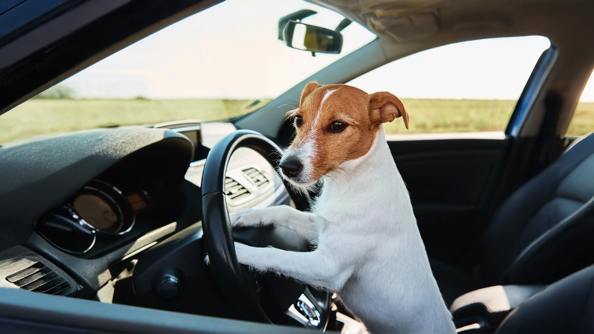 A small dog with brown and white fur sitting in the driver's seat of a car, holding the steering wheel with both front paws, with open fields visible through the windows.