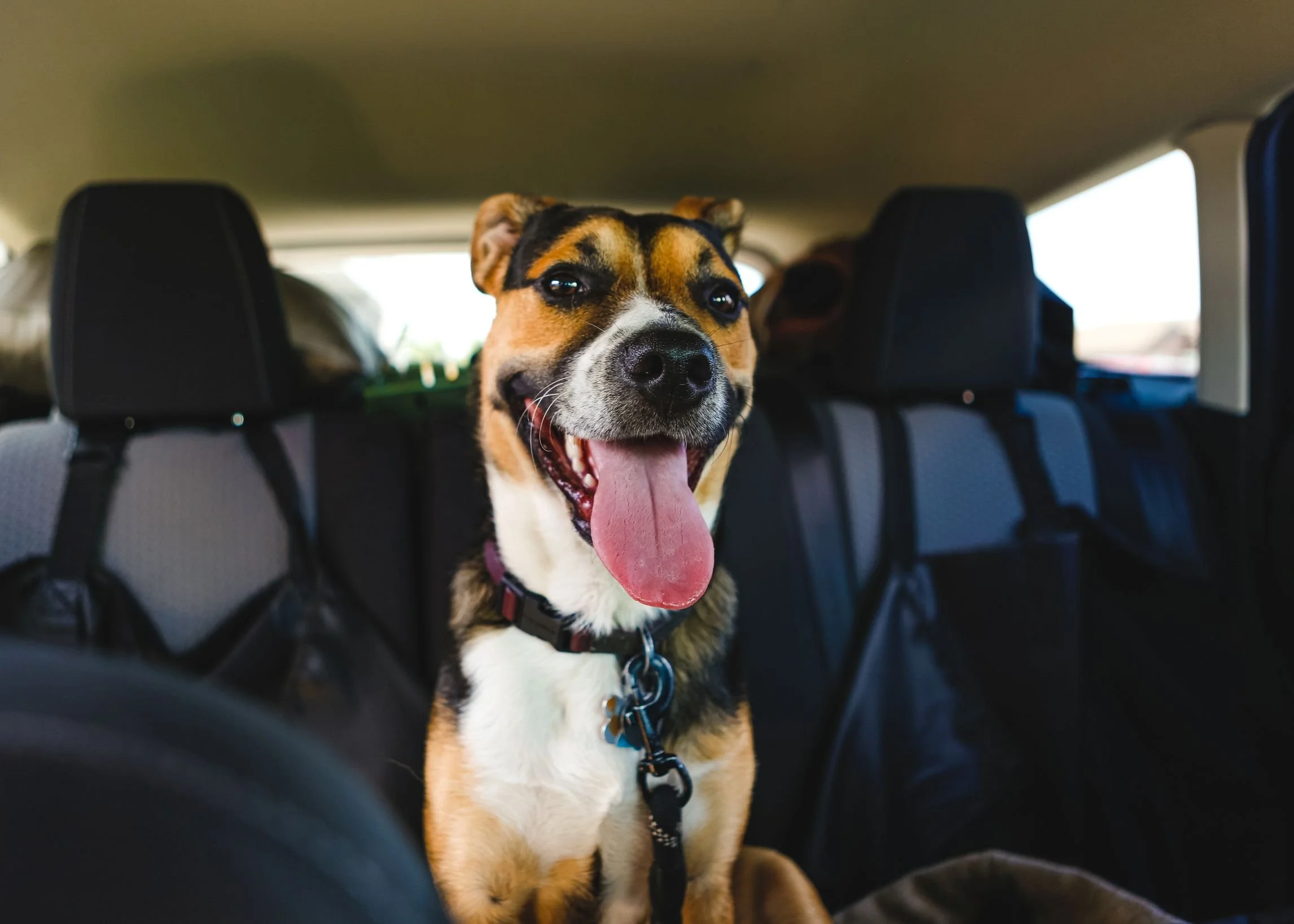 A happy dog sitting in the backseat of a car.