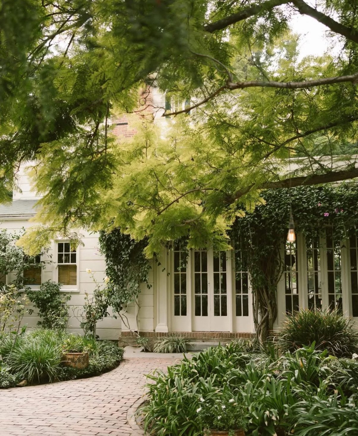 A garden path with lush greenery leading to a white house with multiple windows and a door. There is a large tree with green leaves overhead and plants lining the walkway.