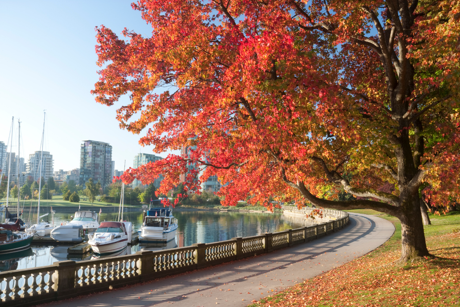 A scenic view of a riverside pathway shaded by a large tree with vibrant red and orange autumn leaves. Several docked boats are visible on the calm water, with city buildings in the background under a clear blue sky.