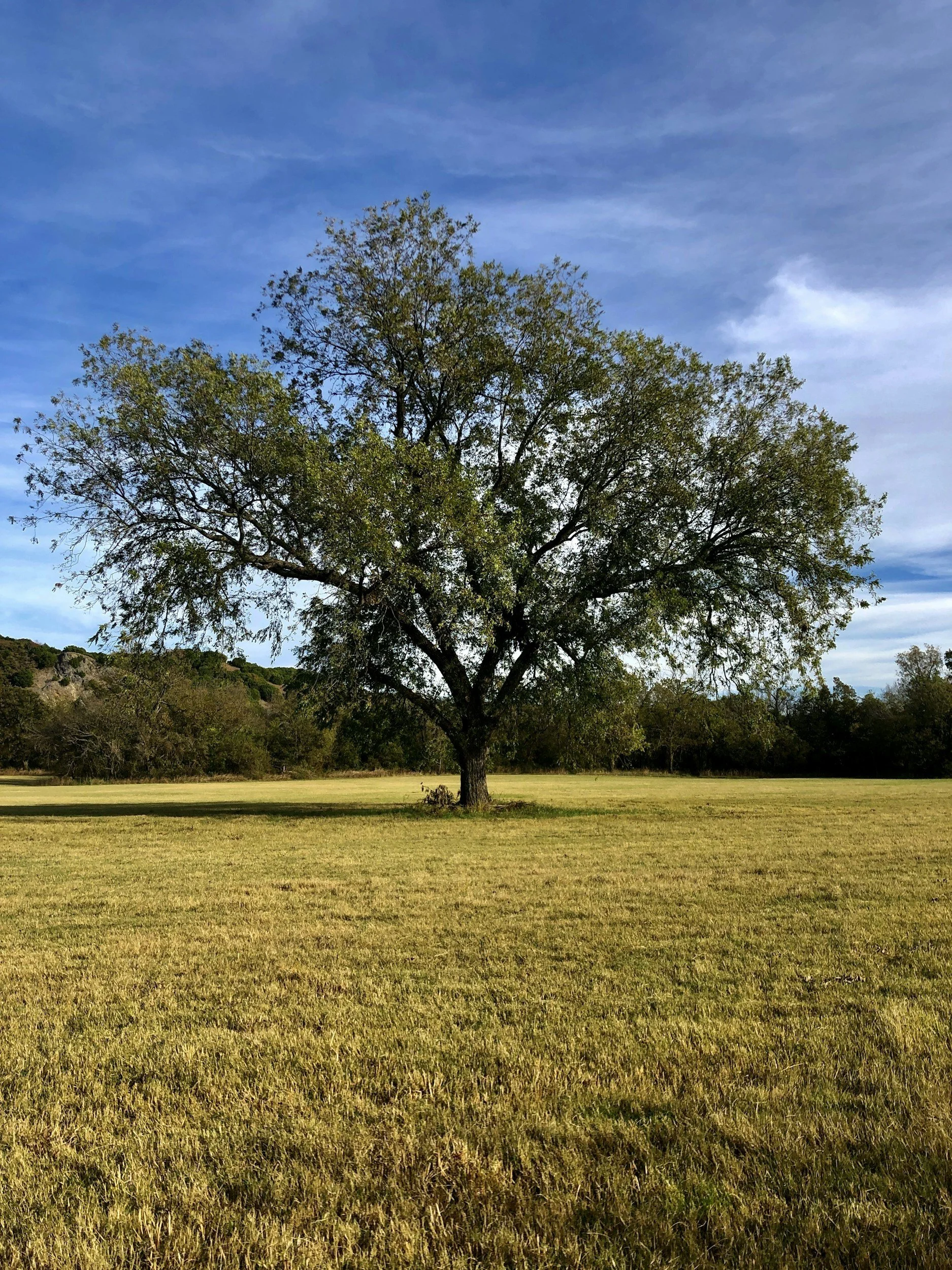 A large tree with green leaves standing alone in an open grassy field, under a partly cloudy blue sky.