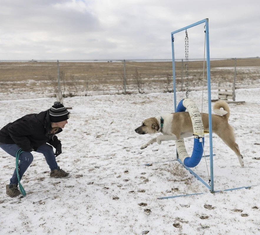 Dog jumping through an agility hoop while tugging on a leash held by a woman in winter clothing outdoors on a snow-covered field.