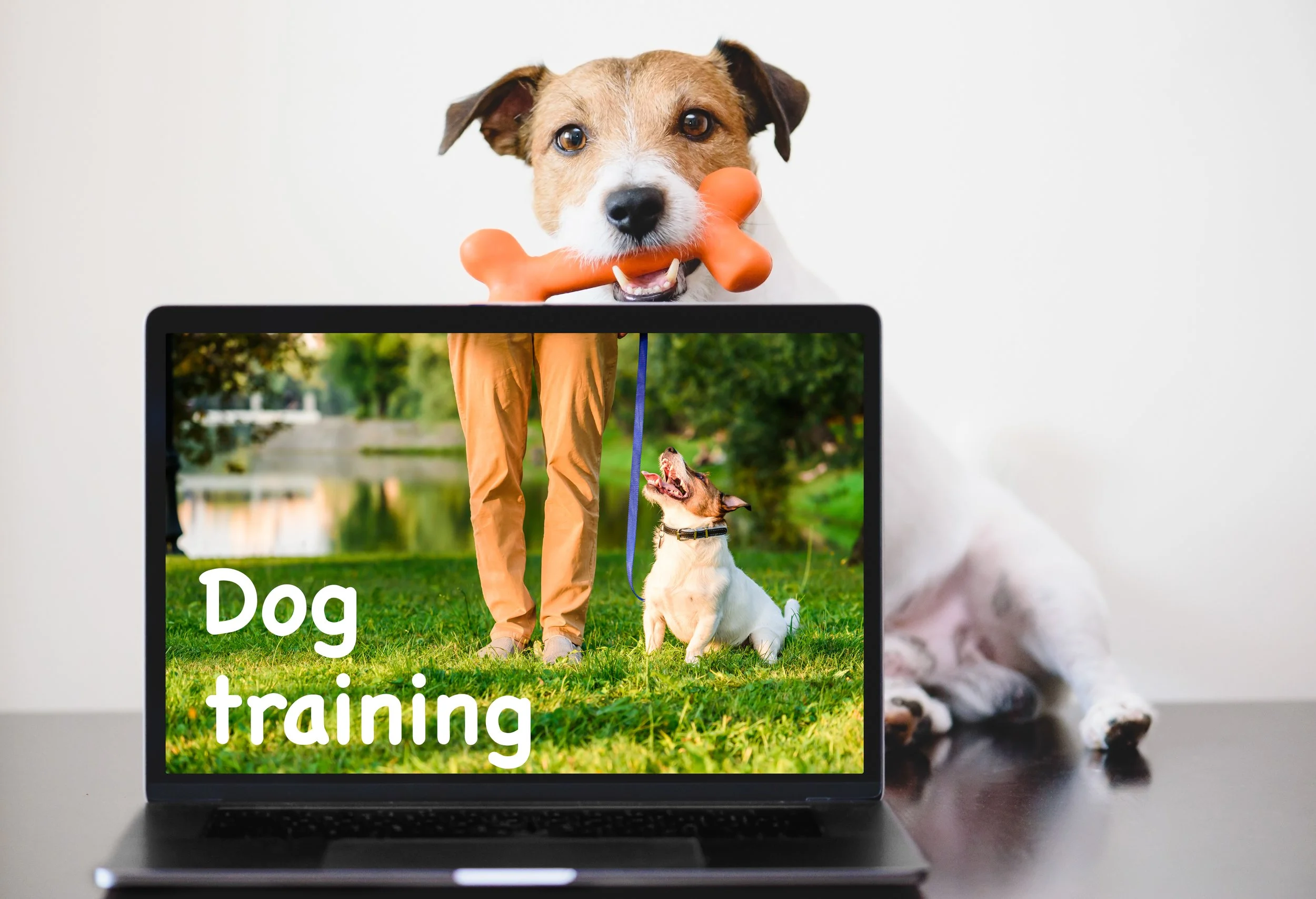 A dog holding a bone in its mouth sitting behind a laptop displaying the words 'Dog training' and an image of a person with tan pants training a different dog outside on grass near a lake and trees.