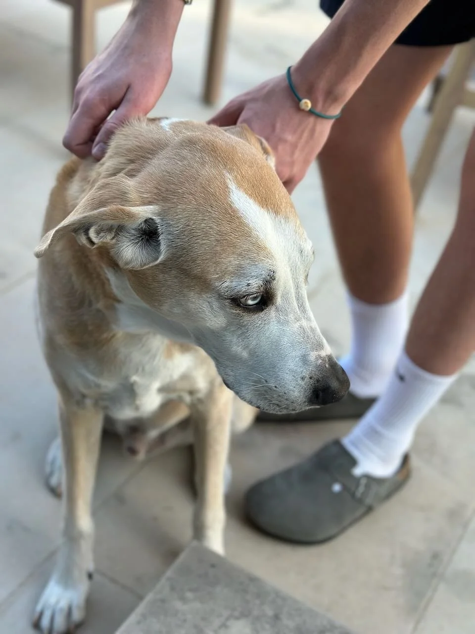 OG Love Cotton Candy in the wild