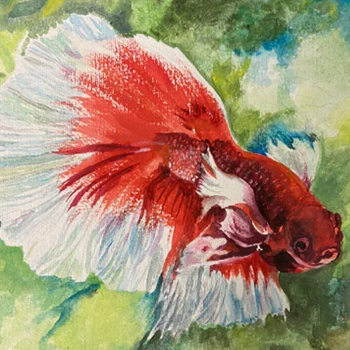 Watercolor painting of a red and white betta fish swimming in green water.