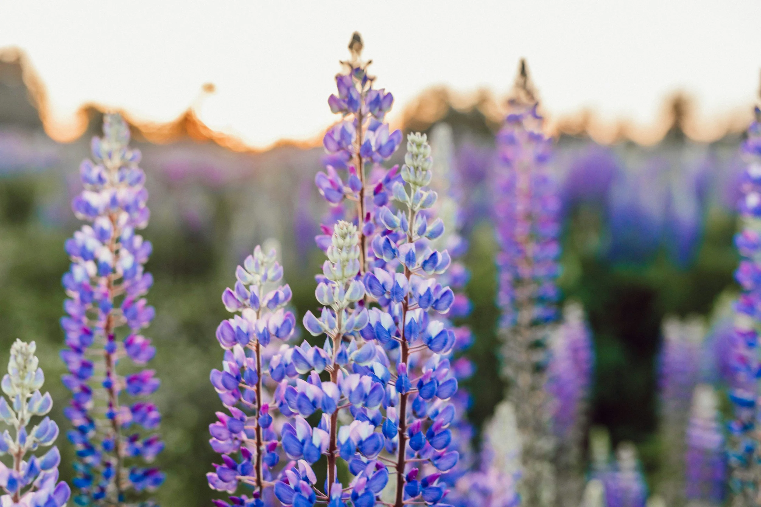 Close-up of purple and white lupine flowers in a field during sunset.