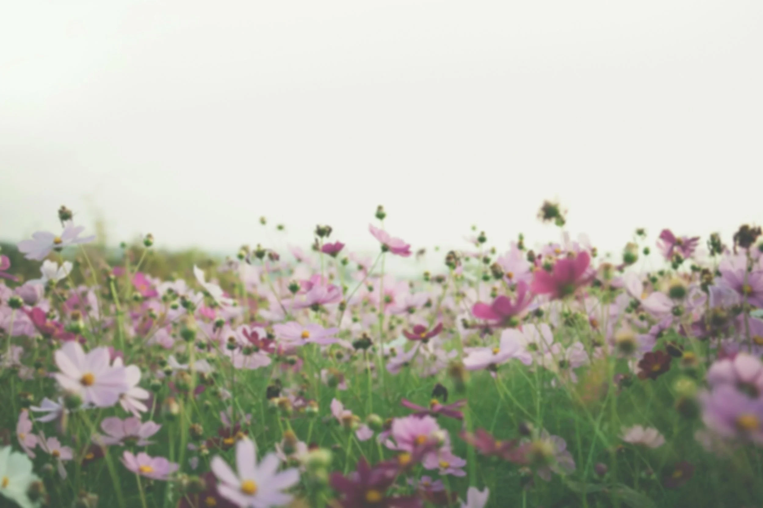 Field of pink and white wildflowers under a bright, overexposed sky.