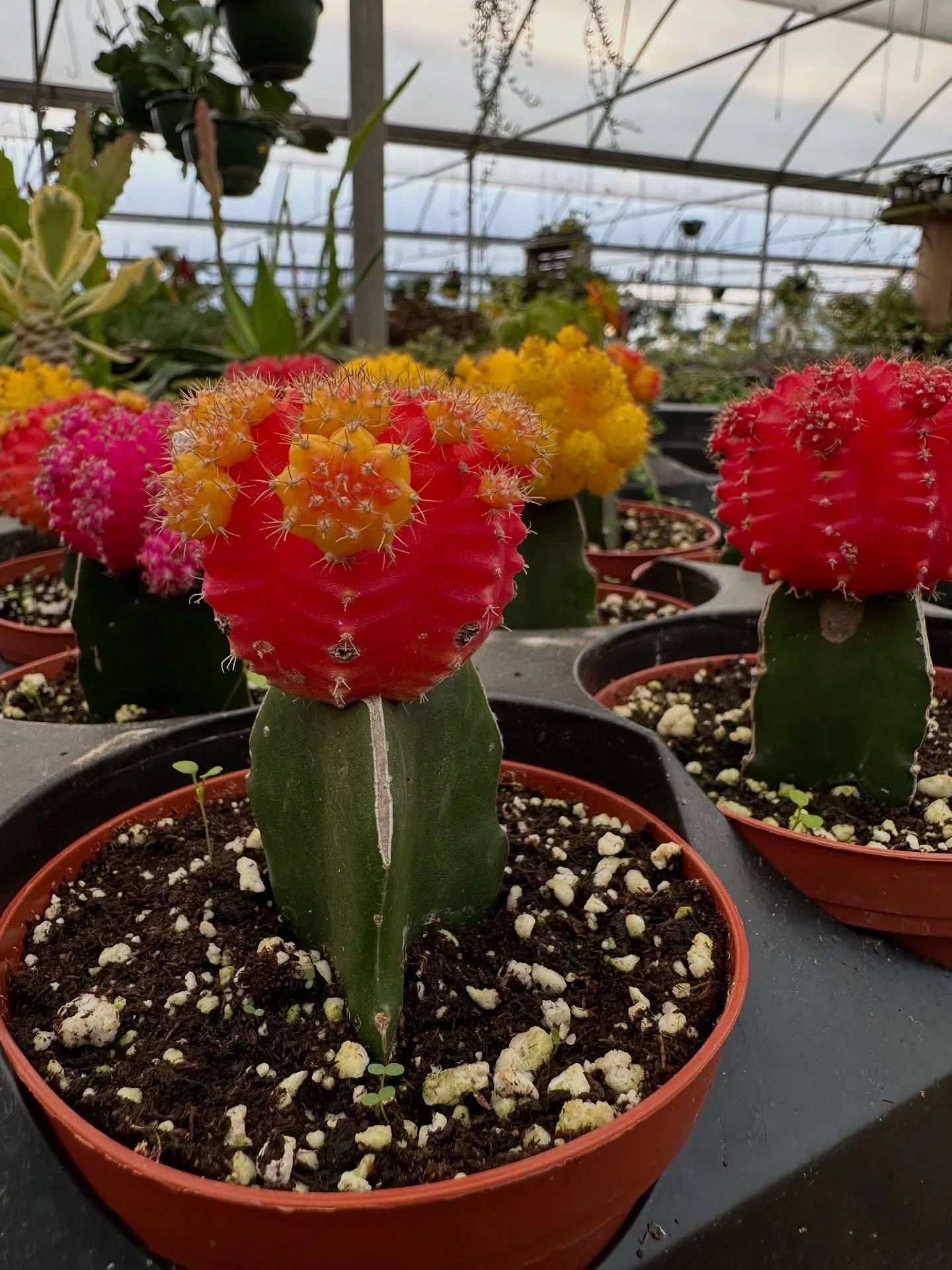 These little color-top cacti always stop people in their tracks.
Bright reds, yellows, pinks&hellip; they almost don&rsquo;t look real, but they&rsquo;re some of the easiest plants to keep happy. A sunny windowsill, light watering, and they&rsquo;ll 