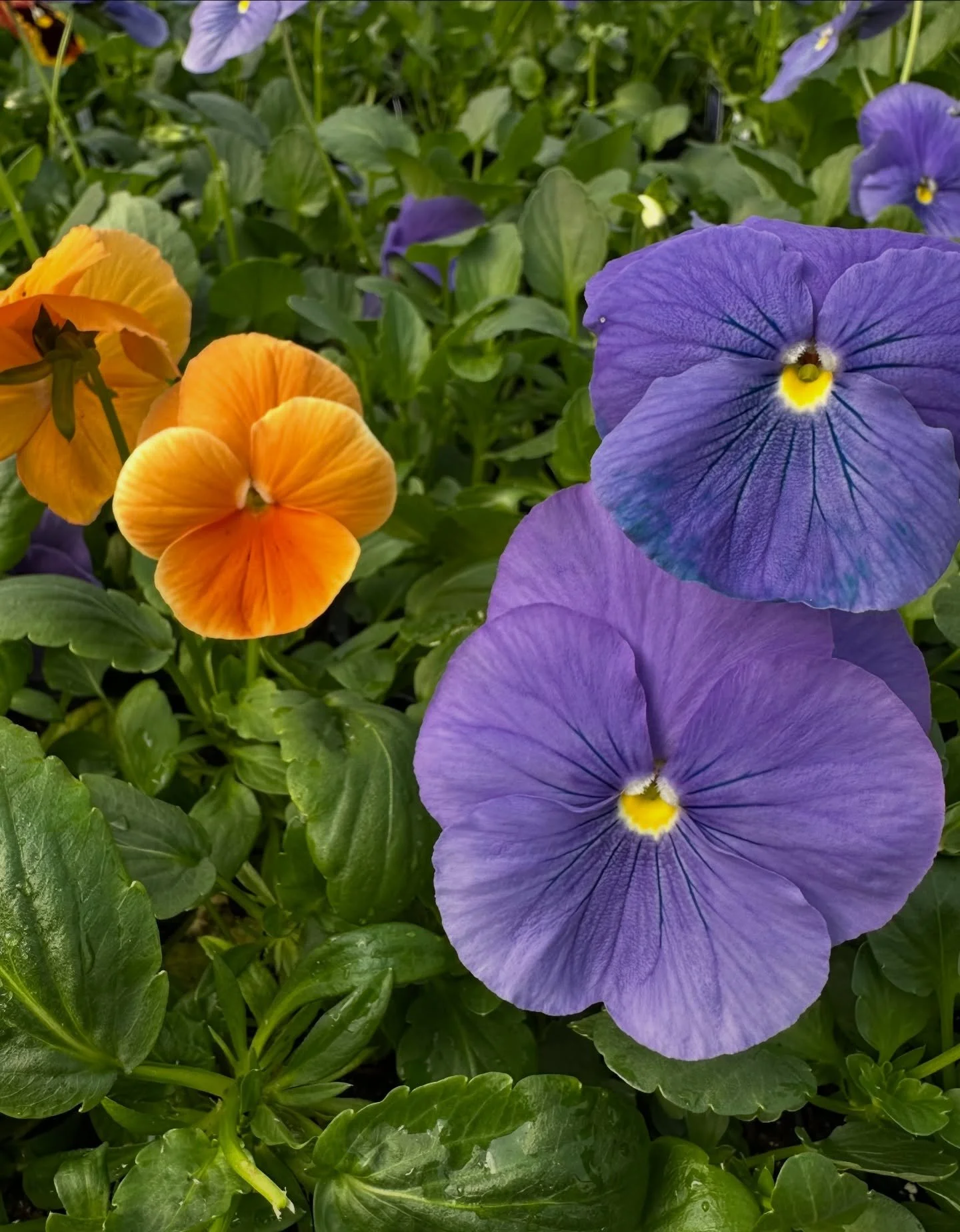 Orange and blue! 
These pansies are carrying the offense for winter color and they thrive in the cold. Frost just makes them stronger and brighter. If you want color through winter, these will carry you through. ❄️🧡💙
#ColliersGreenhouseandGardenCen