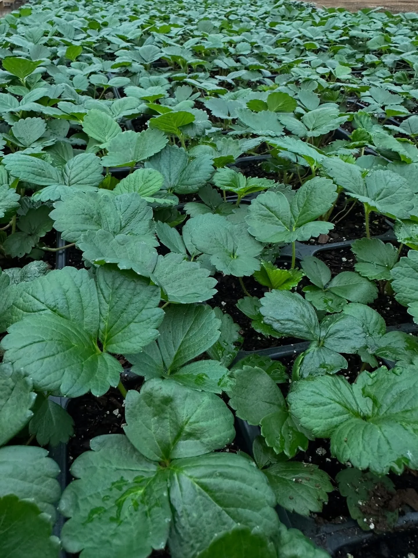 🍓 Ever-bearing strawberries are thriving and ready for the ground!

These plants are tougher than most people think. Once planted, strawberries can handle the cold just fine because their roots stay protected below the soil. Plant now, and they&rsqu