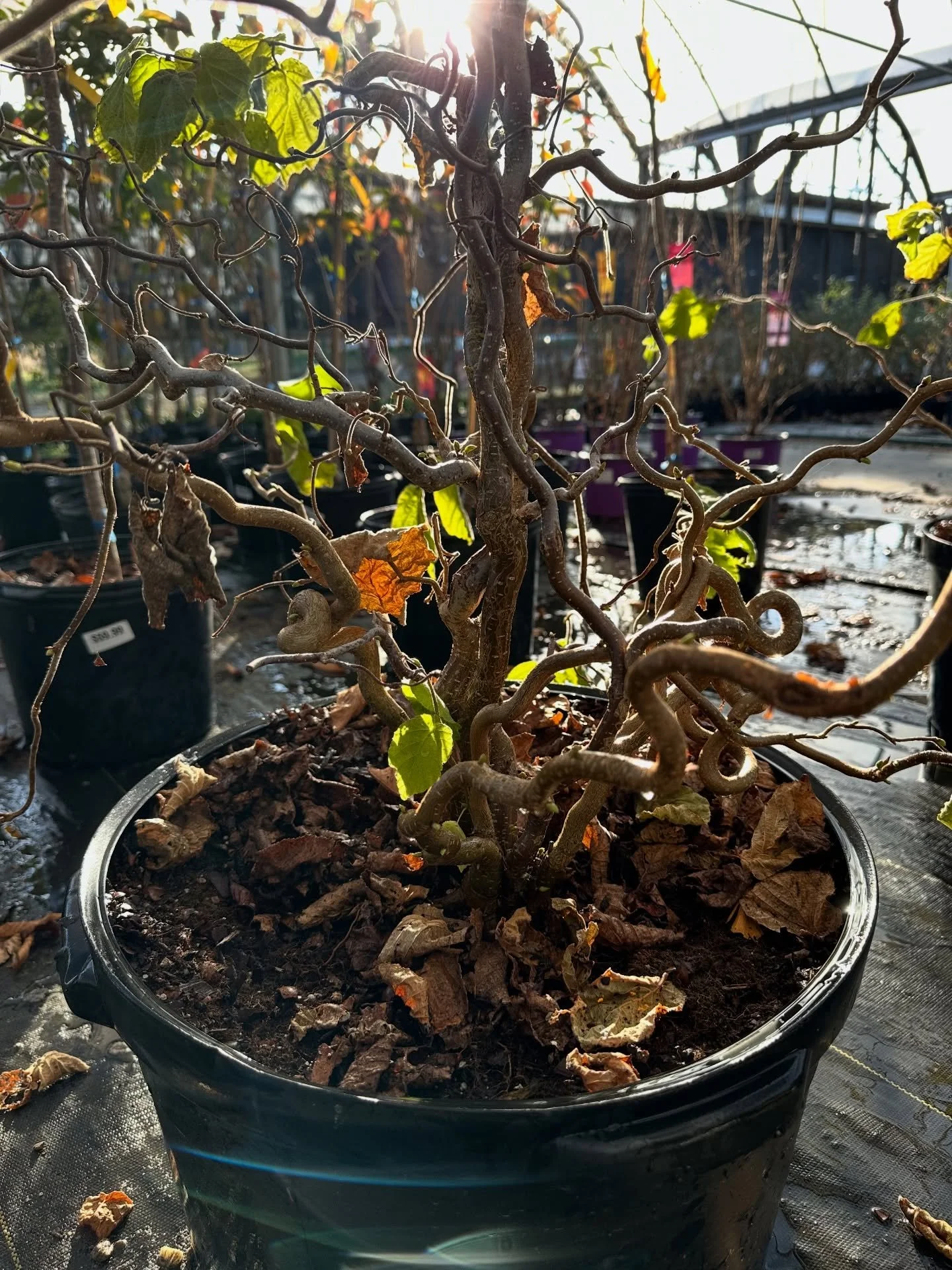 🌪️ Wacky Wednesday Plant Pick 🌪️
Meet the Contorted Filbert and yes&hellip; it really grows this twisty on purpose.

Every branch curls and spirals naturally, making it one of the coolest winter-interest trees out there when everything else is bare