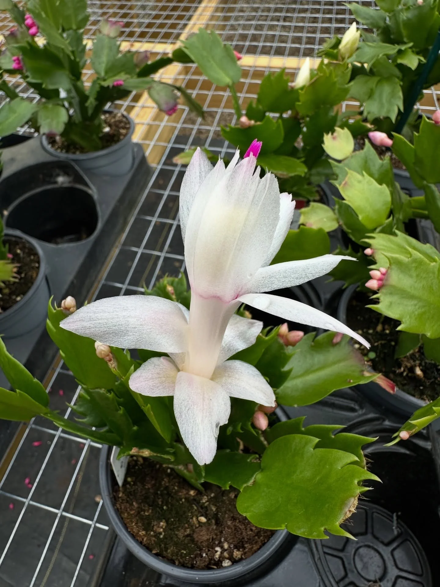 Holiday cactus are showing off right now.
If you&rsquo;ve never grown one, this is a plant that pays you back every year with color right when you need it most.

They&rsquo;re easygoing houseplants that bloom in winter when days get shorter. Bright i