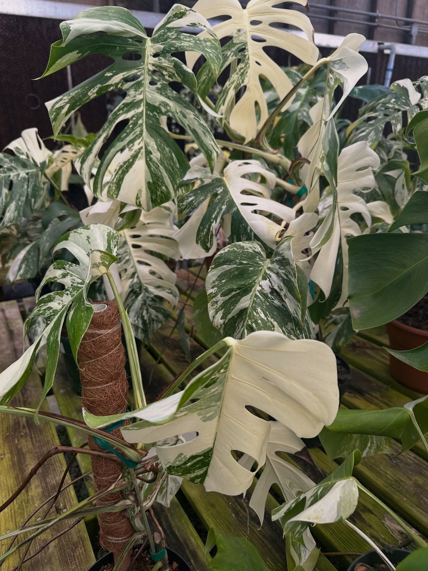 Dreaming of a white Christmas&hellip; greenhouse edition 🤍🌿

Monstera Albo

Every leaf is different.
Every pattern is a surprise.

These stop people in their tracks every single time they walk by.

Nature showing off a little ✨