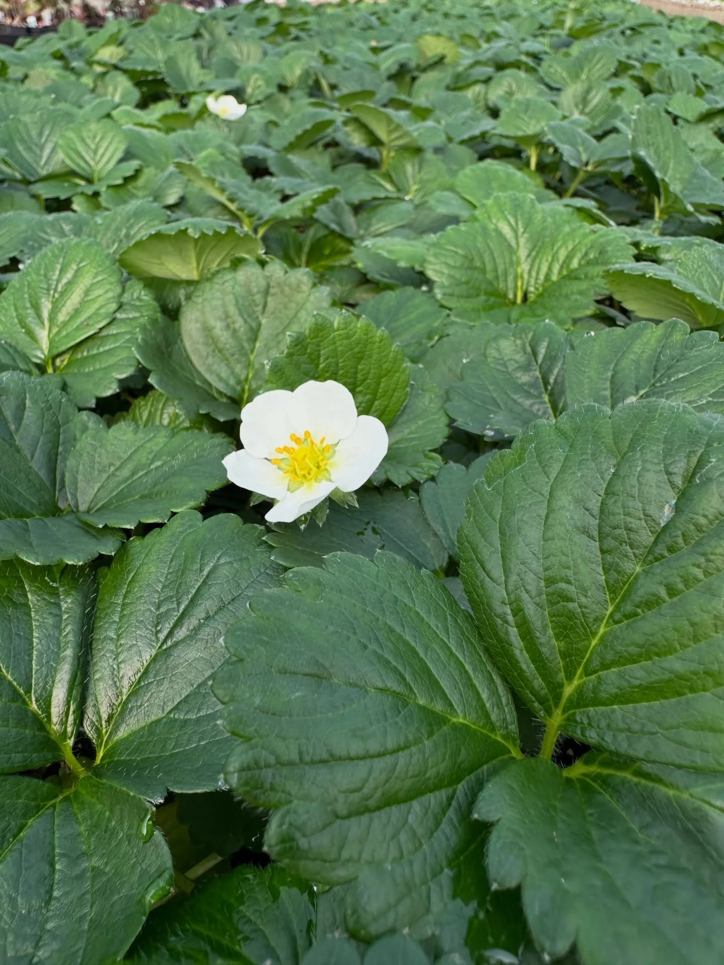 🍓 Planting everbearing strawberries now is a great move 🍓

If you&rsquo;re wanting fresh strawberries without waiting a full year, everbearing varieties are the way to go.

	&bull;	They produce in waves, not just once. You&rsquo;ll get fruit this s