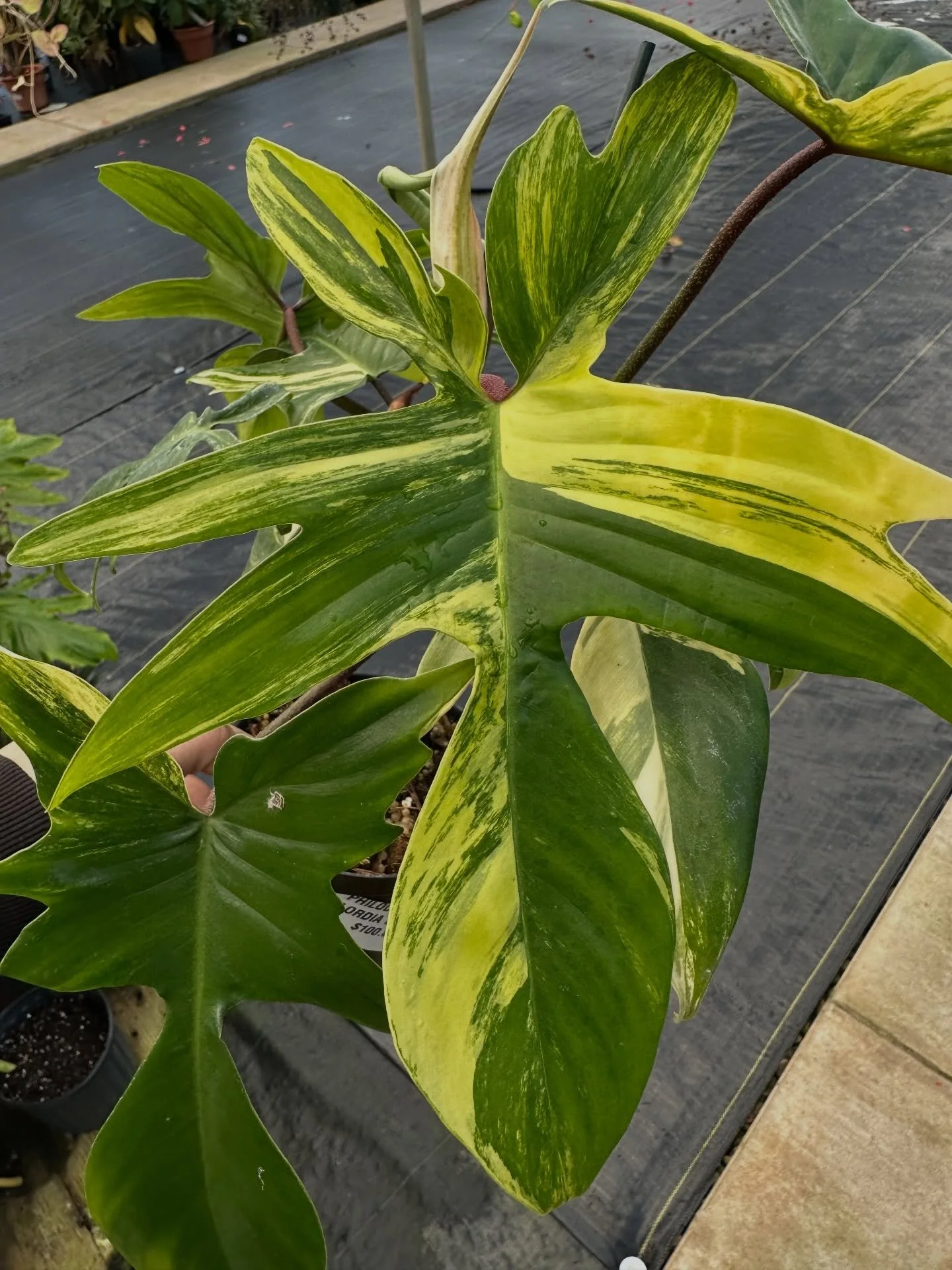 Some leaves just stop you in your tracks 🌿

This variegated philodendron flordia beauty is showing off that perfect mix of deep green and buttery yellow. Every leaf comes out a little different, and that&rsquo;s half the fun.

Bright, indirect light