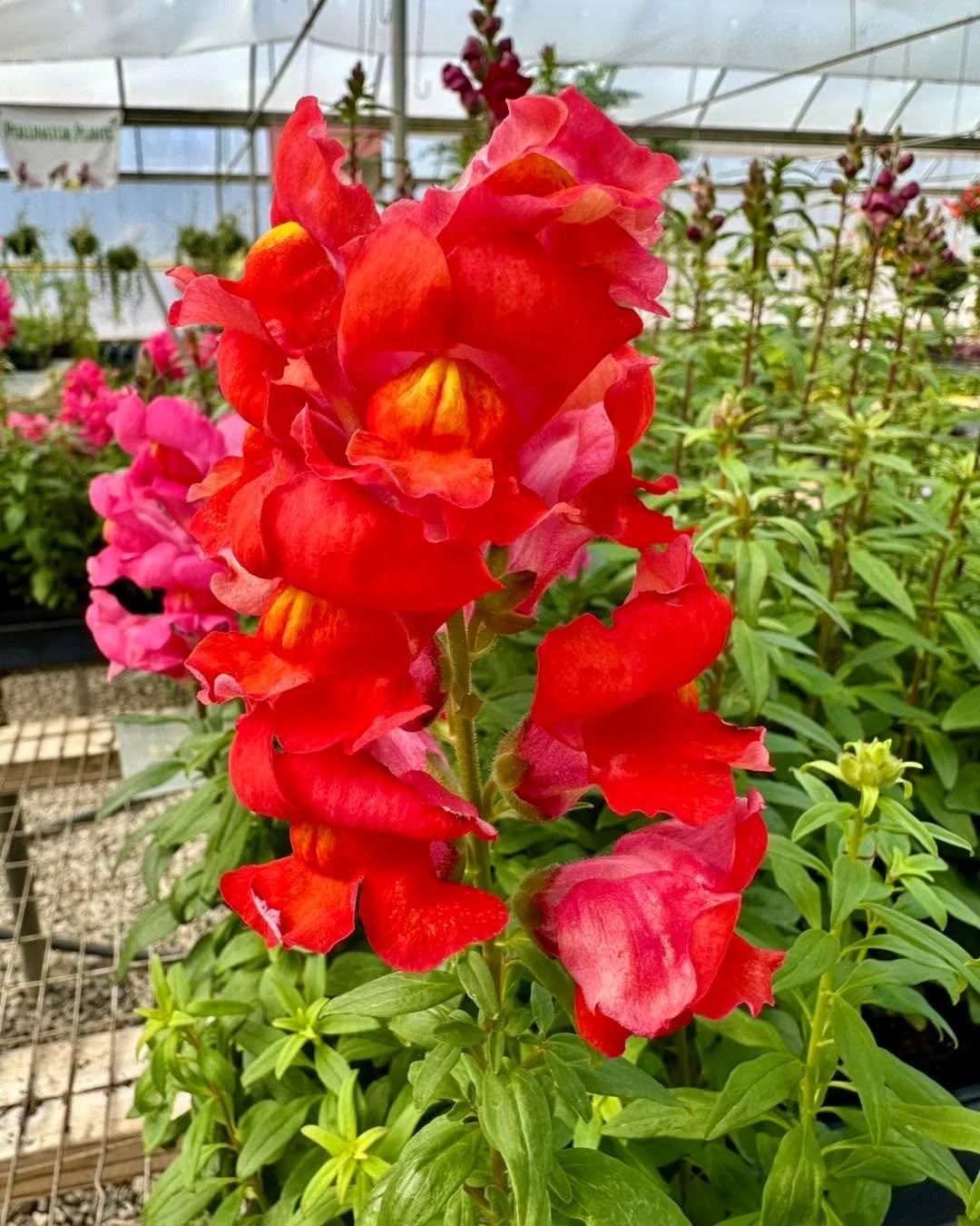 Snapdragons are popping with color right now 🌸

These are a cool-season favorite and can handle cold nights without a problem. They&rsquo;ll keep blooming through chilly weather and bounce right back when temperatures warm up.