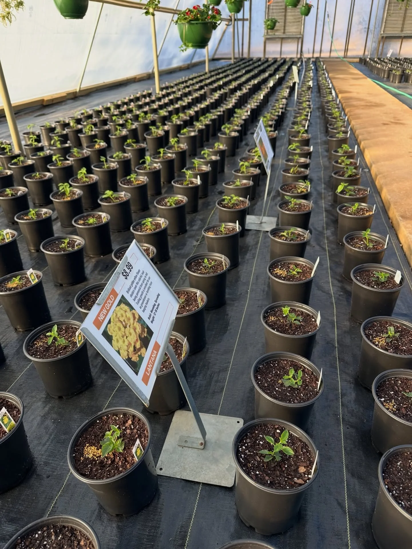 We planted lantana this morning. These are still early, but this is where spring really starts for us.

Lantana loves heat, handles drought well, and keeps the color coming all summer. 

What is your favorite color of lantana ?