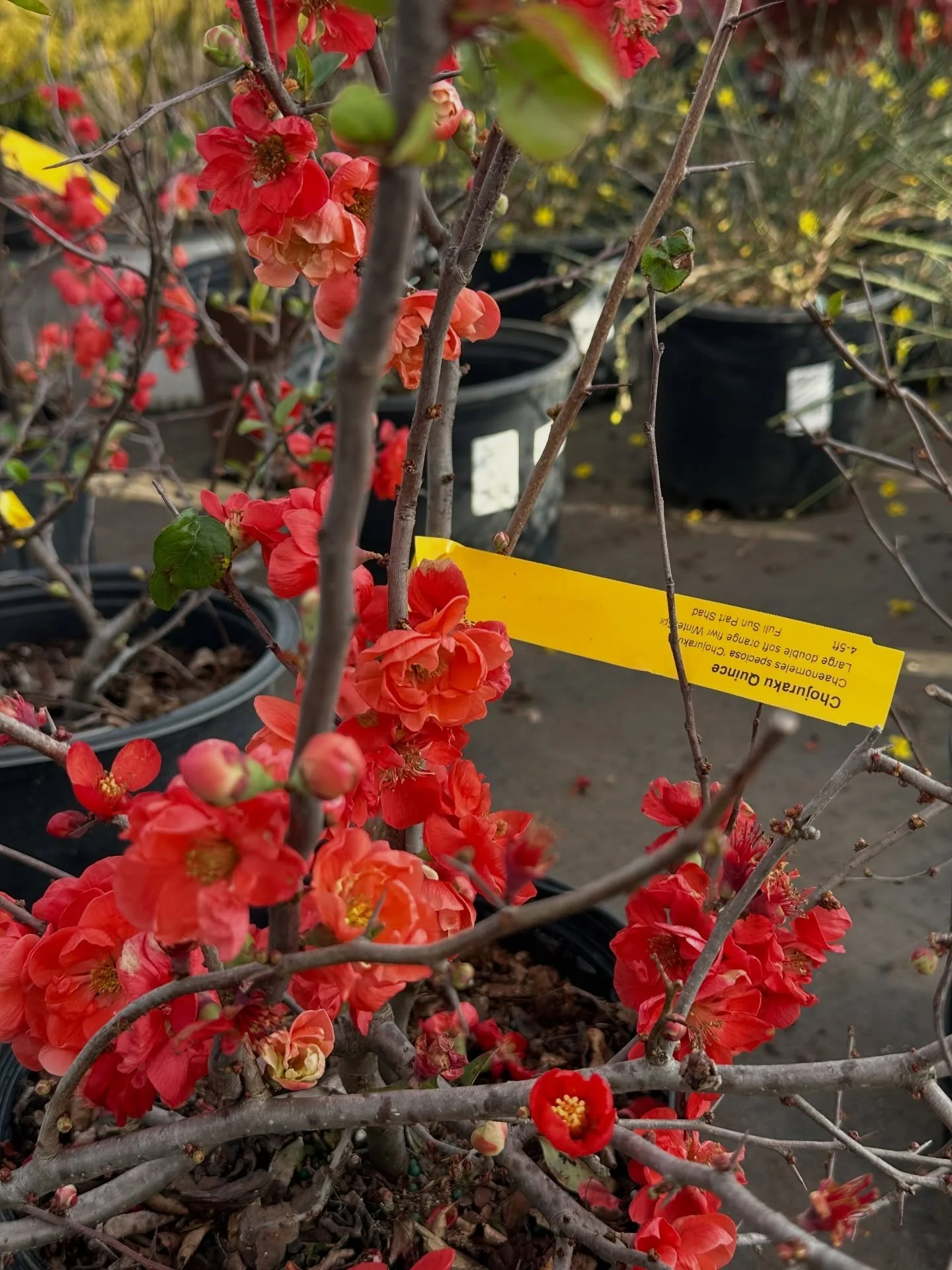 Middle of February in Georgia is when smart gardeners make their move. 🌿

Right now is prime time to plant shrubs while they&rsquo;re still dormant. Roots get established before summer heat hits&hellip; and you&rsquo;re not scrambling in April.

Her