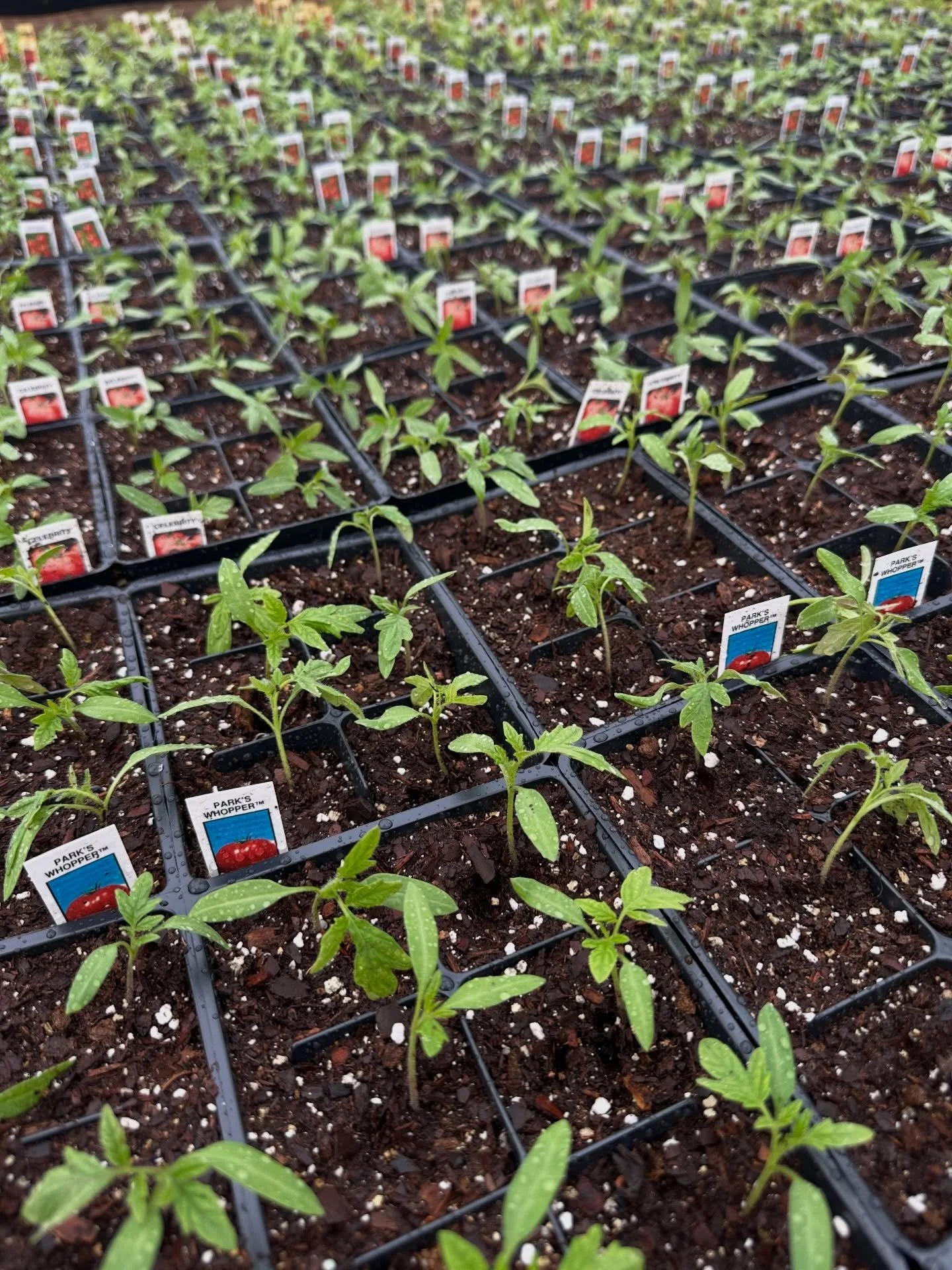 🍅 Freshly transplanted and off to a strong start.

These tomatoes were just moved up and are settling in nicely here in the greenhouse. Over the next few weeks, we&rsquo;ll be focused on steady growth, strong roots, and getting them ready for the se