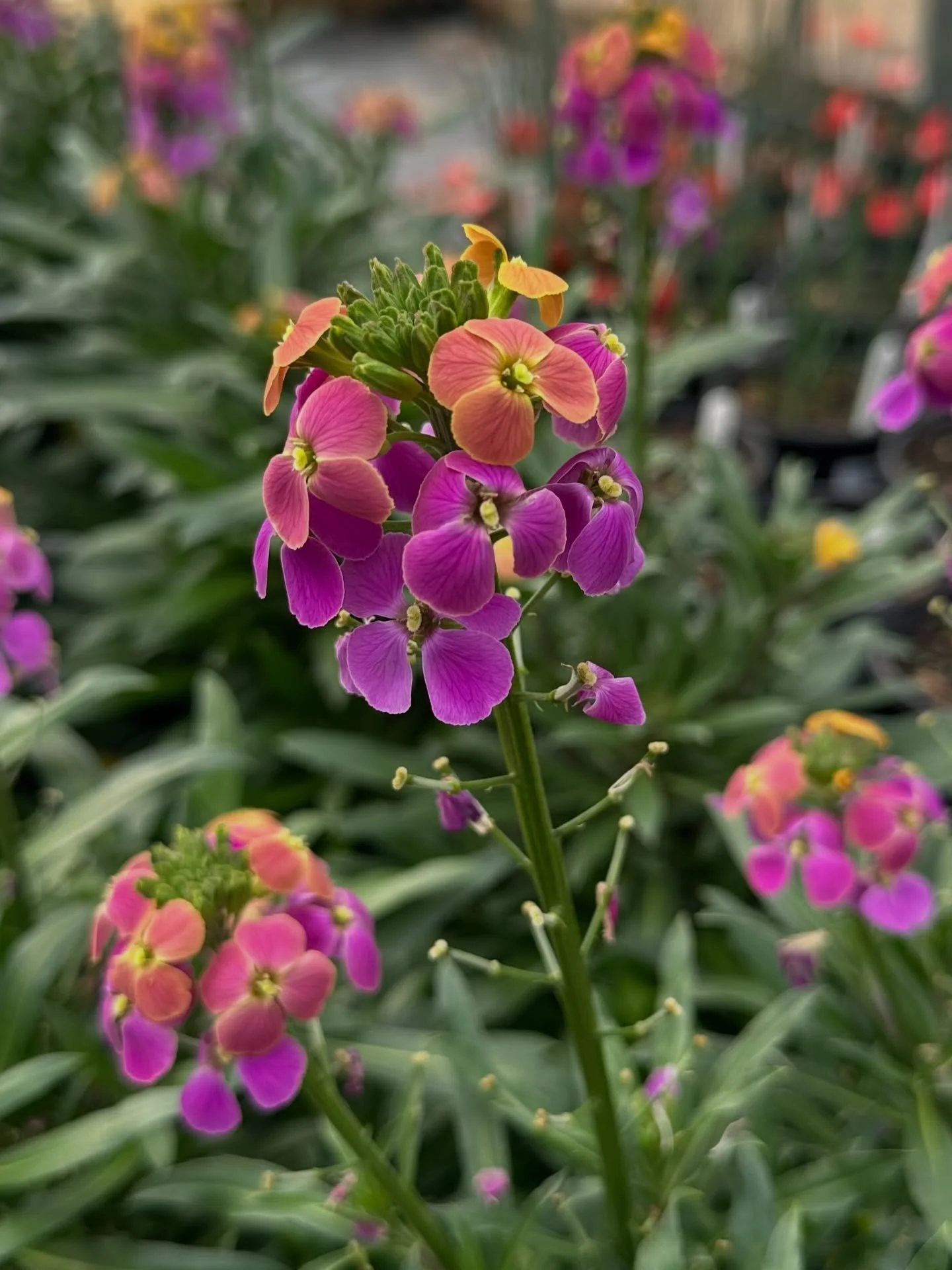 Spring color is starting to wake up 🌸
Wallflowers are one of those early bloomers that quietly steal the show &mdash; bright color, sweet fragrance, and easy to grow.

They love full sun and make a great pop of color in beds or containers.

We&rsquo