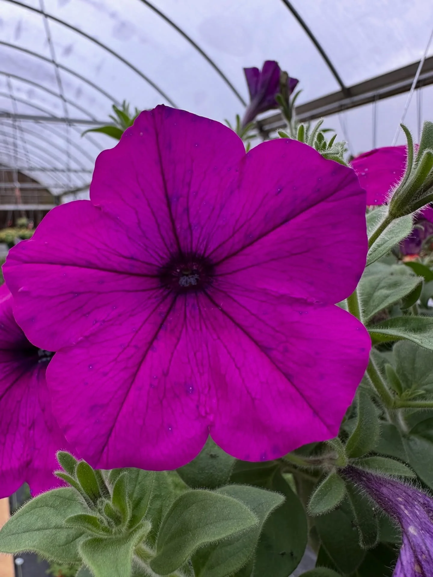 Spring is starting to wake up at Collier&rsquo;s&hellip; and it&rsquo;s looking GOOD. 🌸🌱

&hellip;.it&rsquo;s almost planting time in Central Georgia.