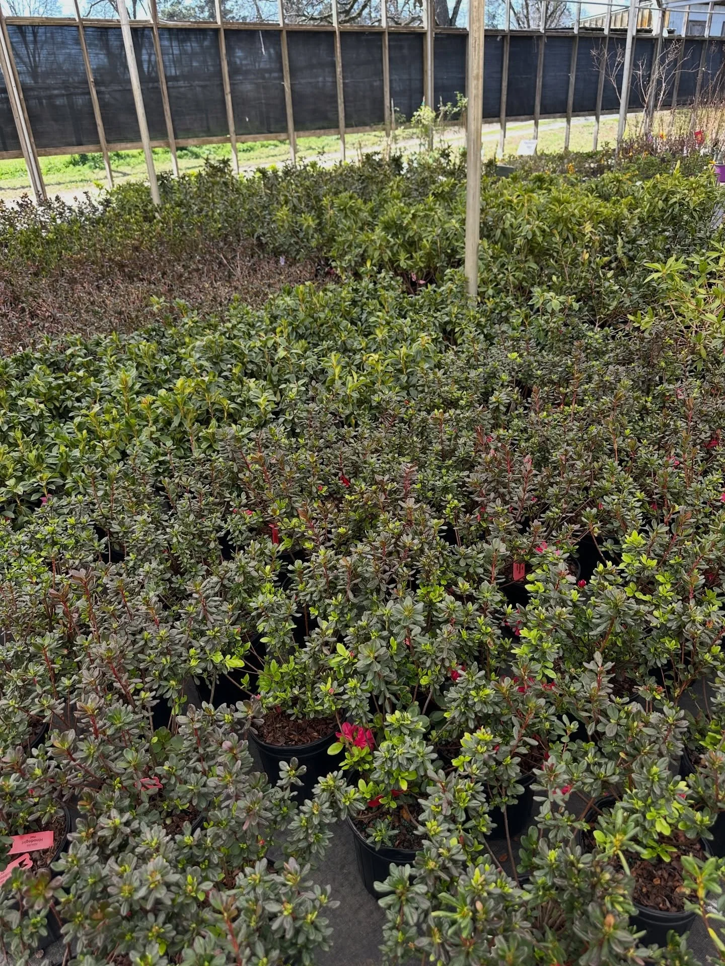 🌸🔥 JUST ARRIVED &mdash; 1-GALLON AZALEAS! 🔥🌸

If you&rsquo;ve been planning to freshen up the landscape, now is the time to grab the best selection.

📍 Collier&rsquo;s Greenhouse &amp; Garden Center Jackson, Ga