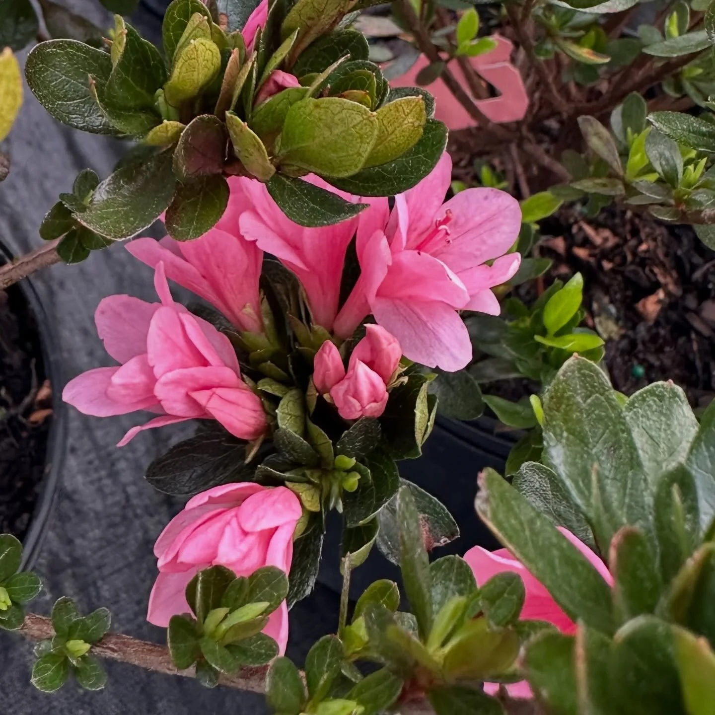 🌿 The Shrubbery section is Filling Up! 🌿

If you&rsquo;ve been thinking about updating your landscape, now is a great time to come take a look.

We&rsquo;ve been bringing in a fresh selection of shrubs and the variety right now is looking really go