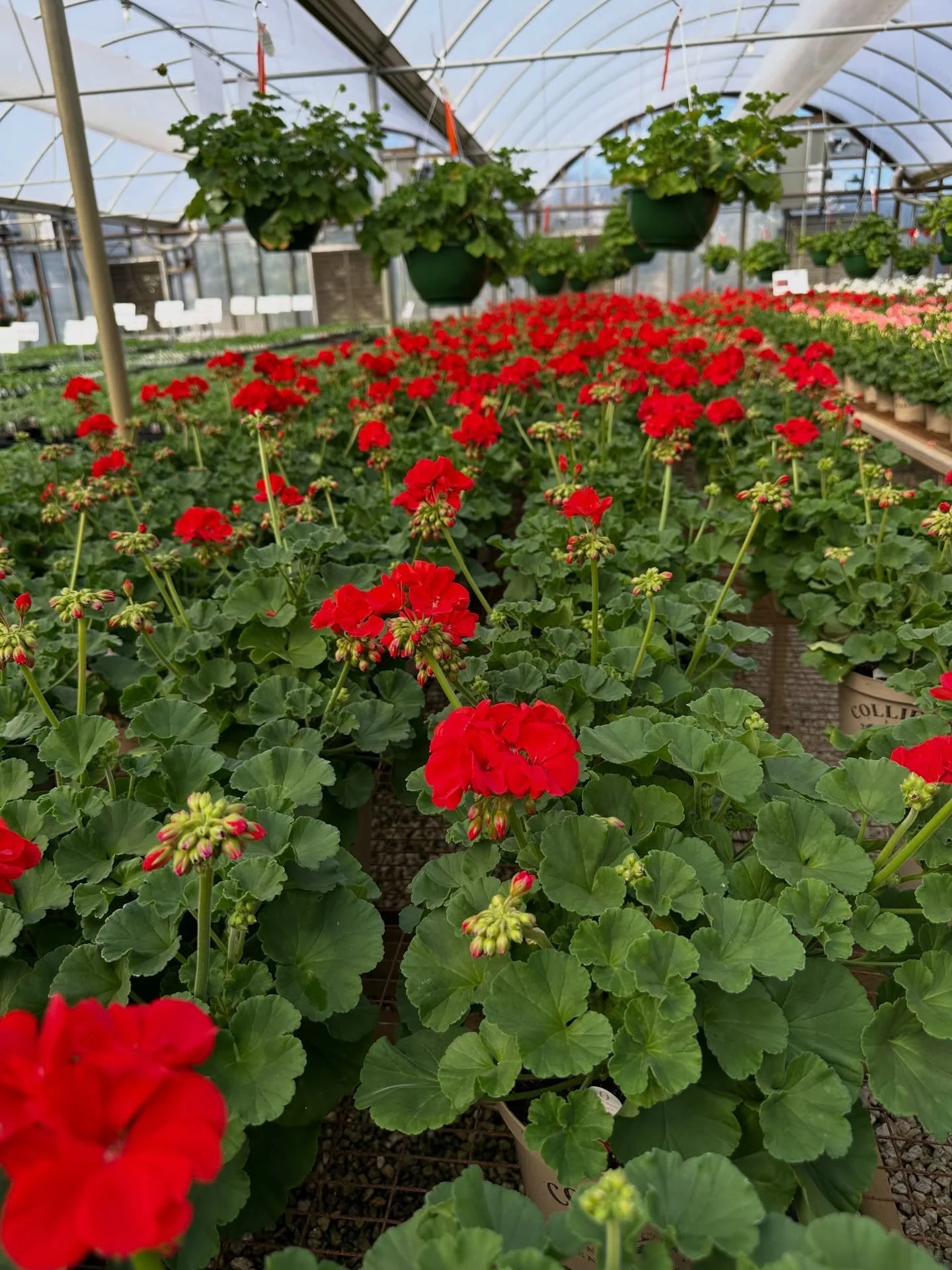Spring color is starting to show up in the greenhouse. 🌺

These geraniums are just starting to pop and you can already see how bright they&rsquo;re going to be.

They&rsquo;re one of the easiest plants to grow. Give them sunshine, water when they dr