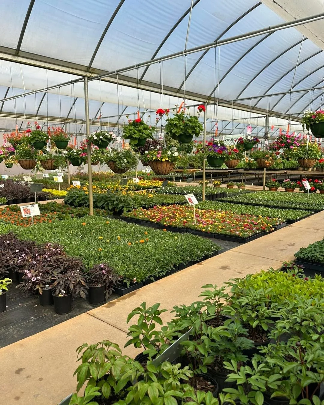 It&rsquo;s the first day of spring, and the whole greenhouse is starting to wake up. 🌱☀️

Every bench is getting a little greener, a little fuller, and a little more colorful by the day. There&rsquo;s just something special about seeing spring start