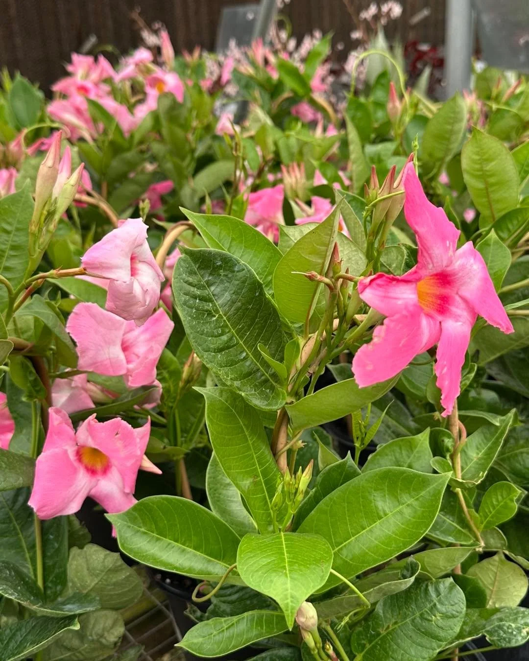 Spring just hit the greenhouse 🌿🔥

Fresh tropicals just landed&mdash;mandevilla, hibiscus, and ferns looking full and ready.

If your porch needs color, this is it.

📍 Jackson, GA