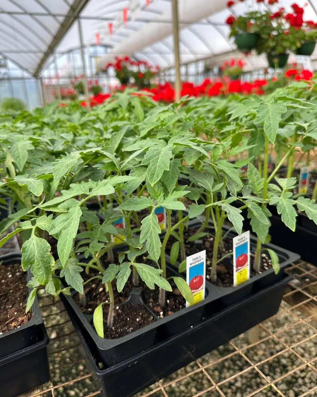 Tomatoes are looking strong 🌱

Healthy roots, sturdy stems, and already pushing good growth&mdash;this is exactly what you want to see before they hit the ground.

If you&rsquo;re getting ready for your garden, now&rsquo;s the time to start thinking