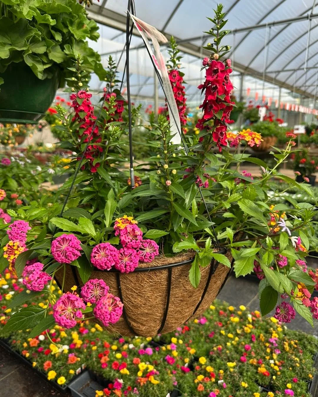 Good Friday is here&hellip; and this is what it looks like inside the greenhouse. 🌿🔥

Tomatoes ready to go.
Squash and cucumbers coming on strong.
Hanging baskets full and spilling over with color.
Blooming tropicals, cannas, dahlias&hellip; everyw