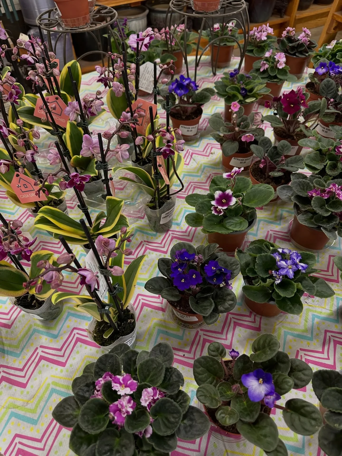 The tropicals are rolling in&hellip; and they&rsquo;re looking GOOD 🌿🔥

From African violets to carnivorous pitcher plants and some really unique finds you don&rsquo;t see every day&mdash;this batch brings a lot of color and texture into the greenh