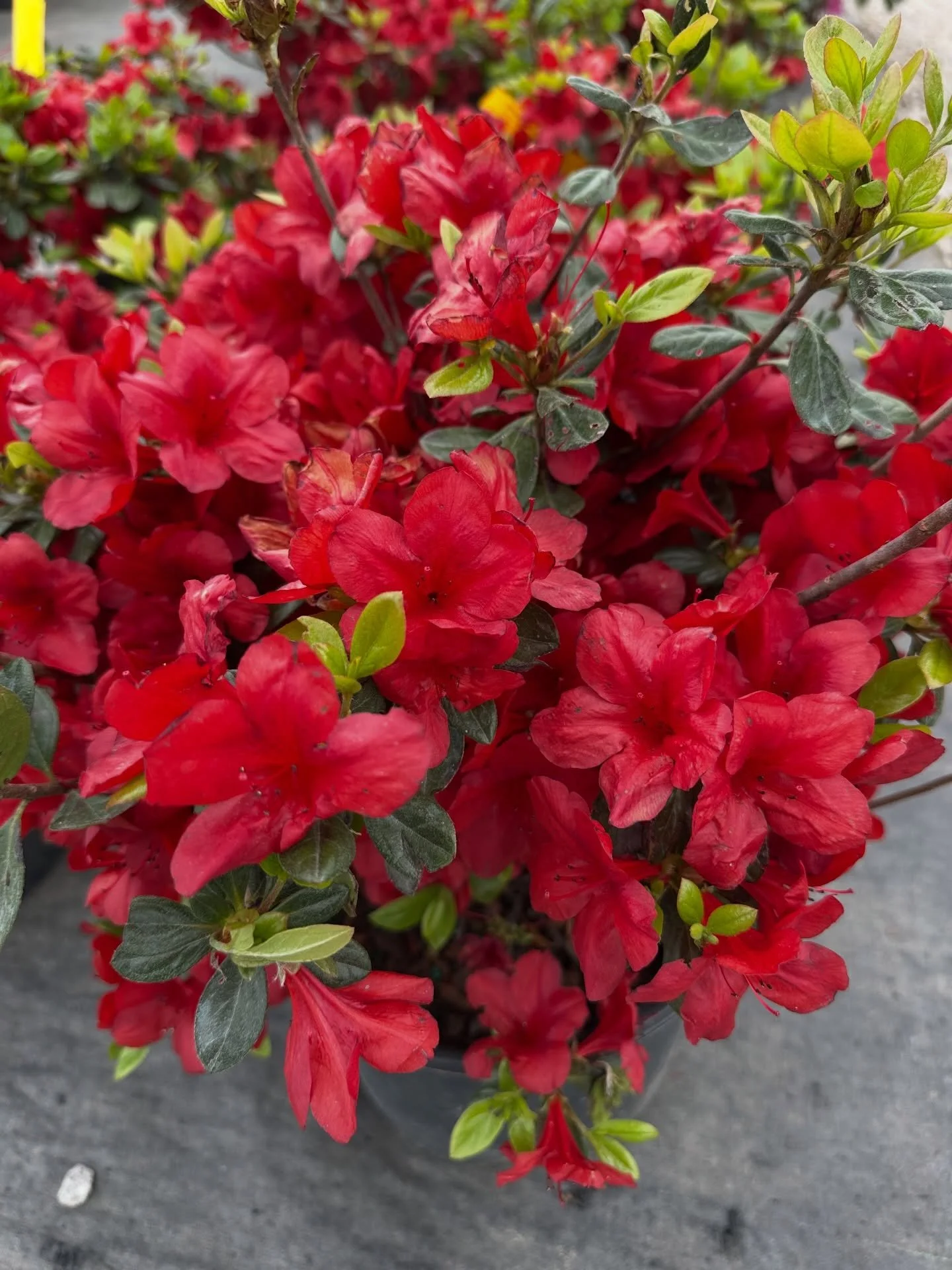 Azaleas are stealing the show right now 🌺

Bright reds, bold pinks&hellip; full color already
And the rest of the shrubs are right behind them

This is when landscapes start coming alive again

Walk through and see what catches your eye 👀