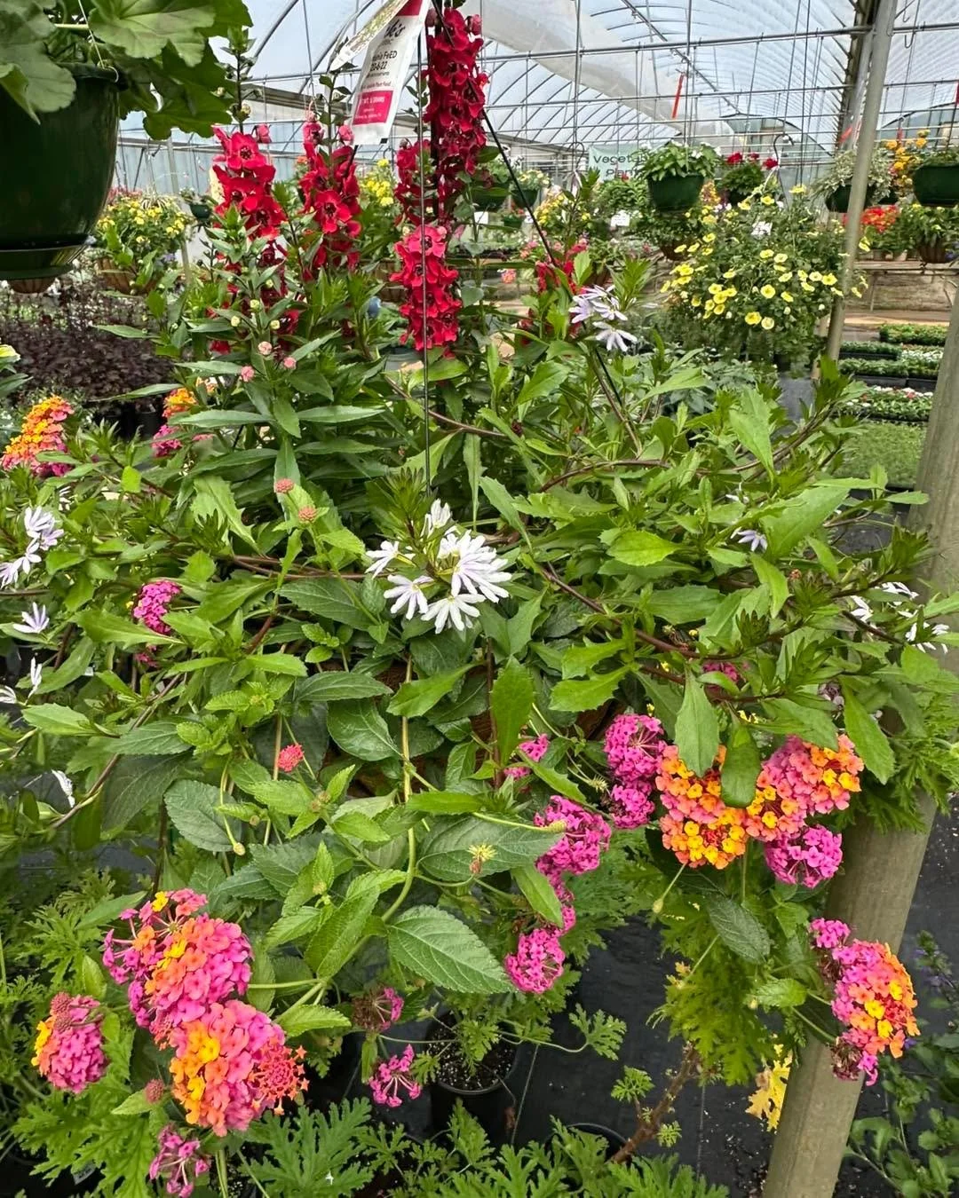 Come see us Sunday 1pm-5pm.