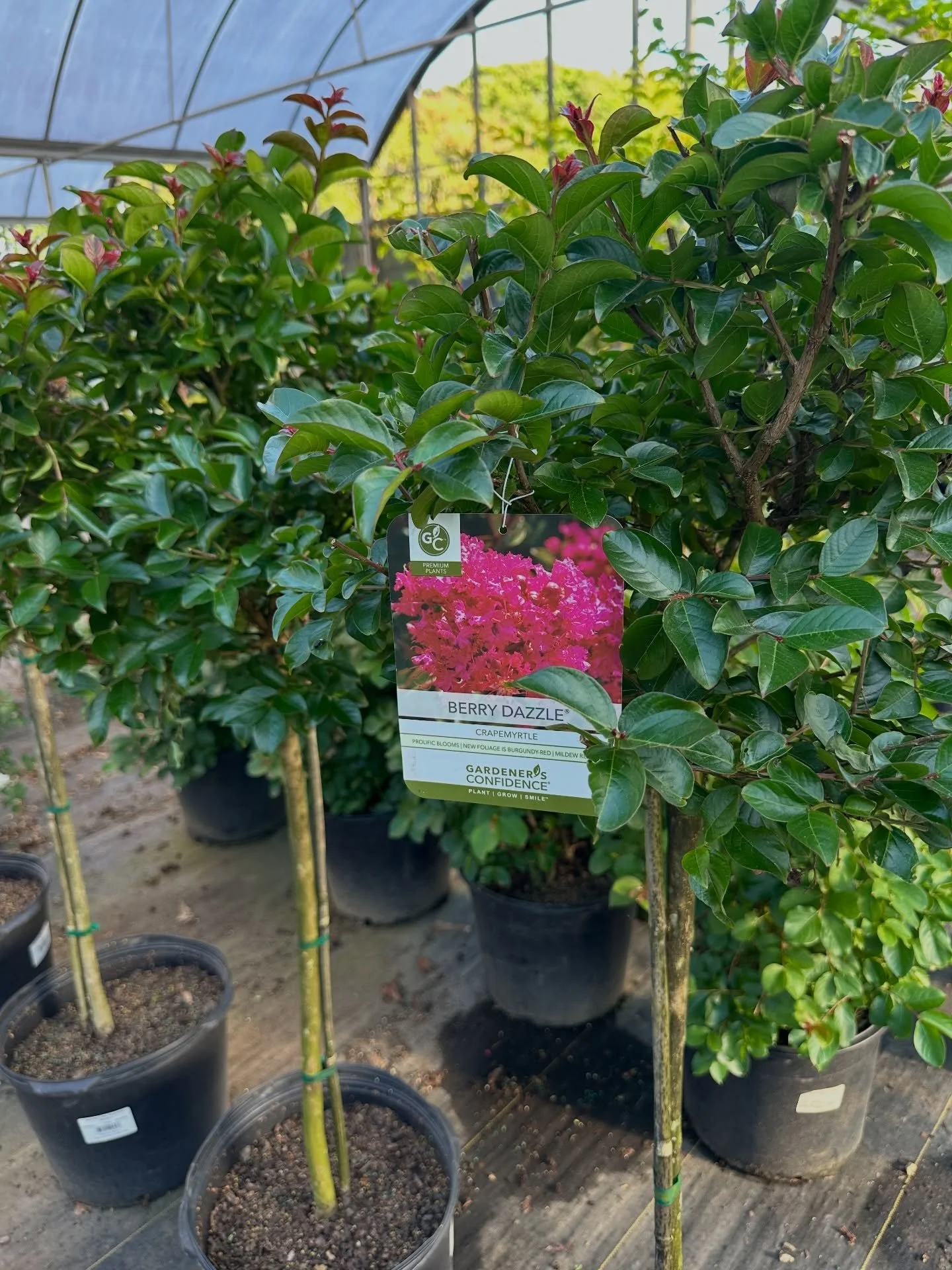 Berry Dazzle&reg; crape myrtles are starting to wake up&mdash;and if you&rsquo;ve ever wanted big color without a big tree, this is it.

These are tree-form, so you get that clean trunk with a nice rounded canopy on top. They&rsquo;ll stay compact ov