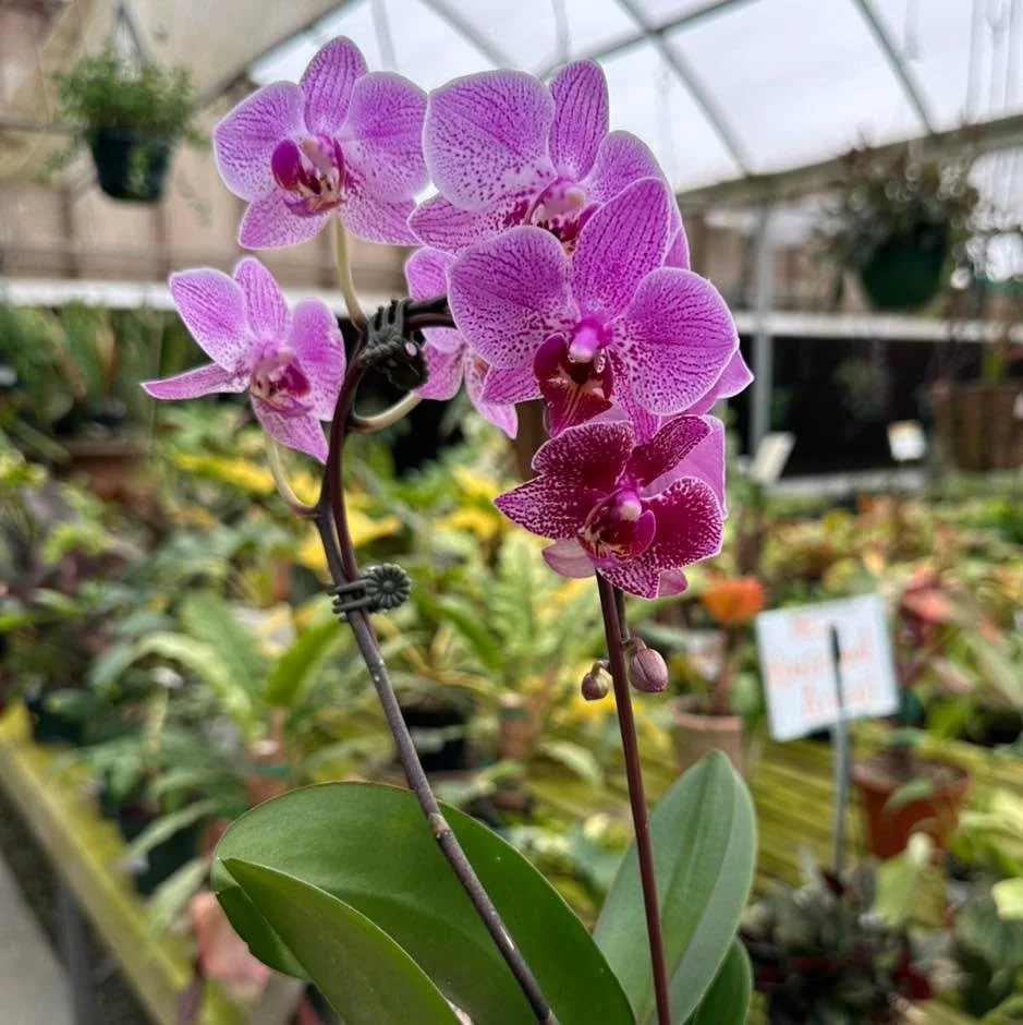 🌿 New tropical houseplants and ferns have arrived! 🌿

The greenhouse is filling up with fresh tropicals and there are some really fun ones mixed in right now.

New arrivals include:

🌱 Hanging pitcher plants
🌿 Alocasia Polly
💚 Monstera adansonii