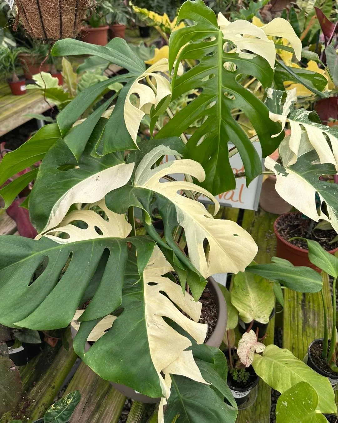 Some houseplants blend in.
This Monstera Albo was never going to be one of them. 🌿

Every leaf is completely different, with bold white variegation and deep fenestrations that make it look almost unreal in person. Definitely one of those plants that