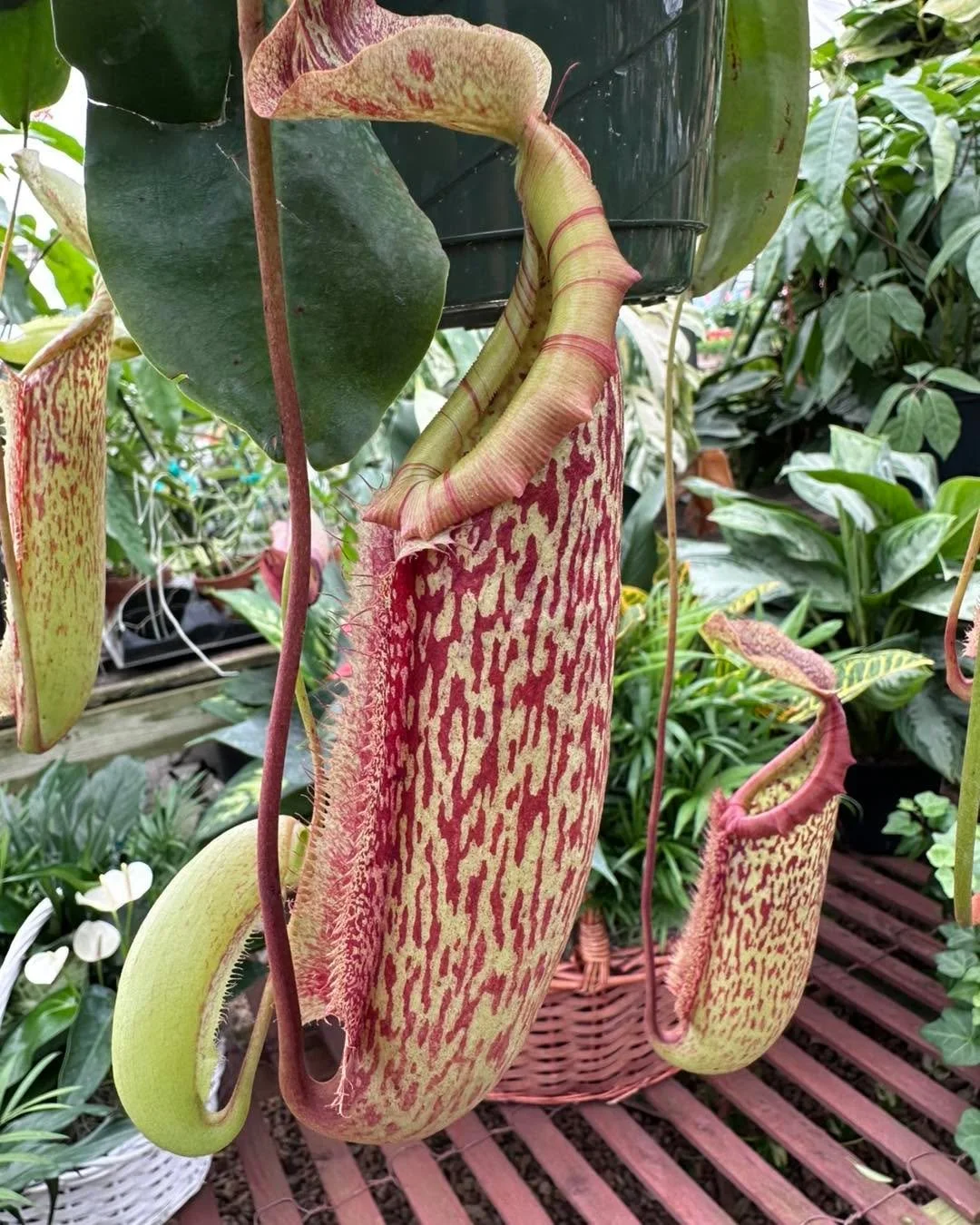 This might be one of the coolest plants in the greenhouse. 👀

Believe it or not, pitcher plants actually catch their own insects using these pitcher-shaped leaves.

Every time we put them out, someone stops and asks, &ldquo;What is that?&rdquo; It a
