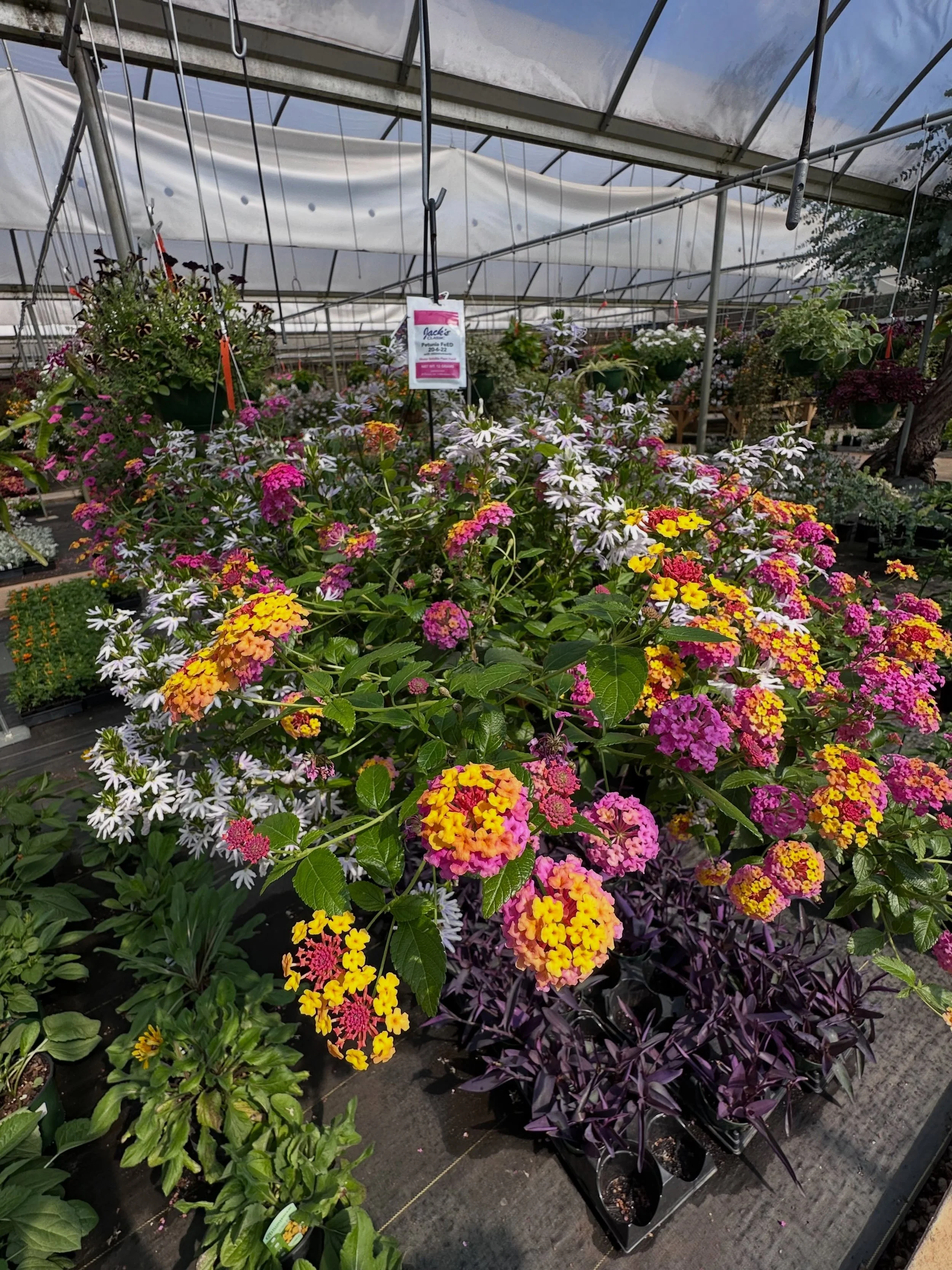 ☀️ Top 3 Hanging Baskets for Georgia Summer Heat

When temperatures start climbing, some baskets slow down.

These are three of my favorites for keeping color through the heat of summer:

🌸 Lantana &amp; Scaevola
Butterfly-attracting color that thri