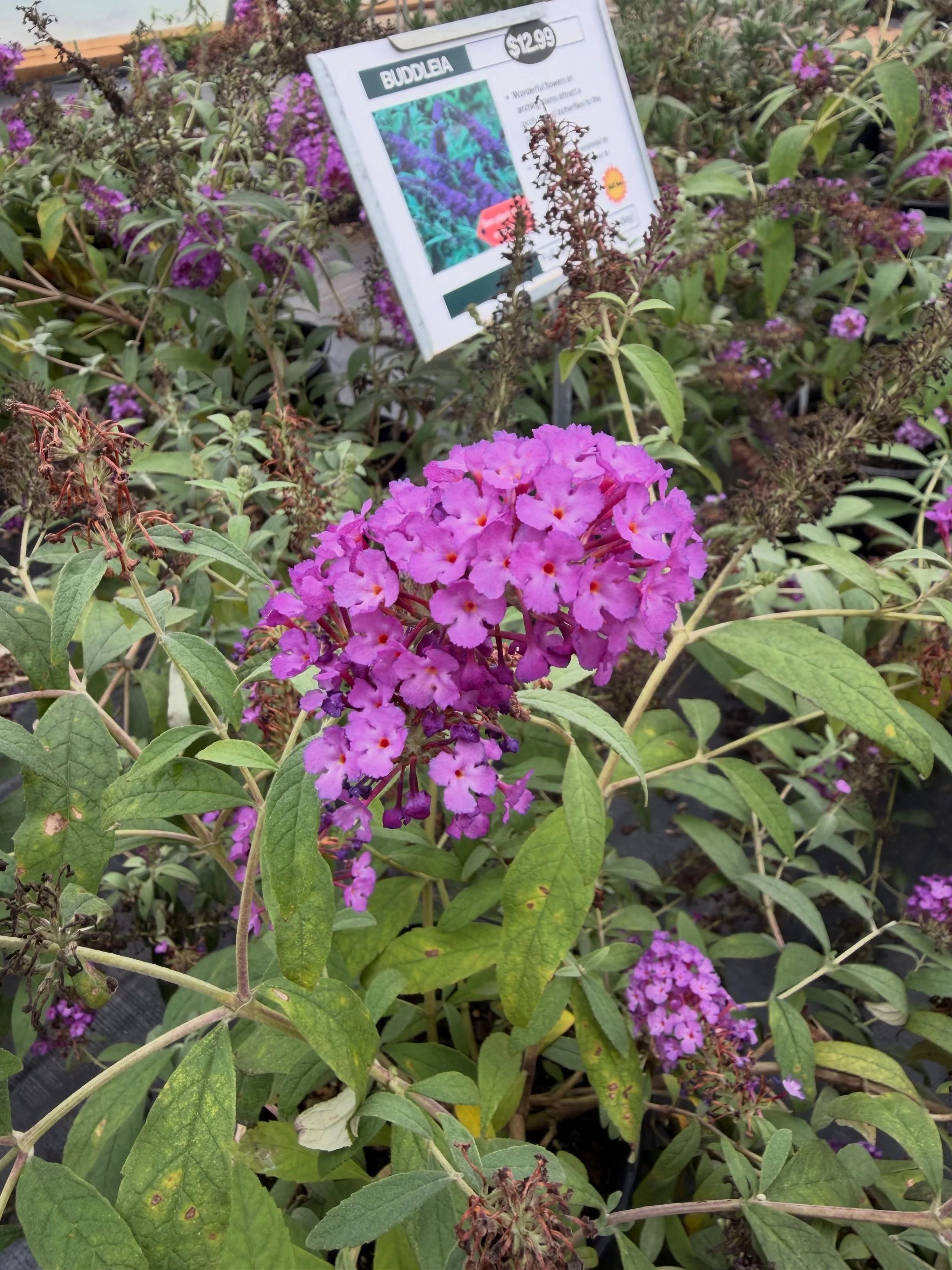 Summer doesn&rsquo;t have to mean a boring garden. 🌿☀️

Whether you&rsquo;re looking for colorful foliage, plants that bring in butterflies, or a container that adds texture to your porch, there&rsquo;s still plenty to enjoy this time of year.

Thes